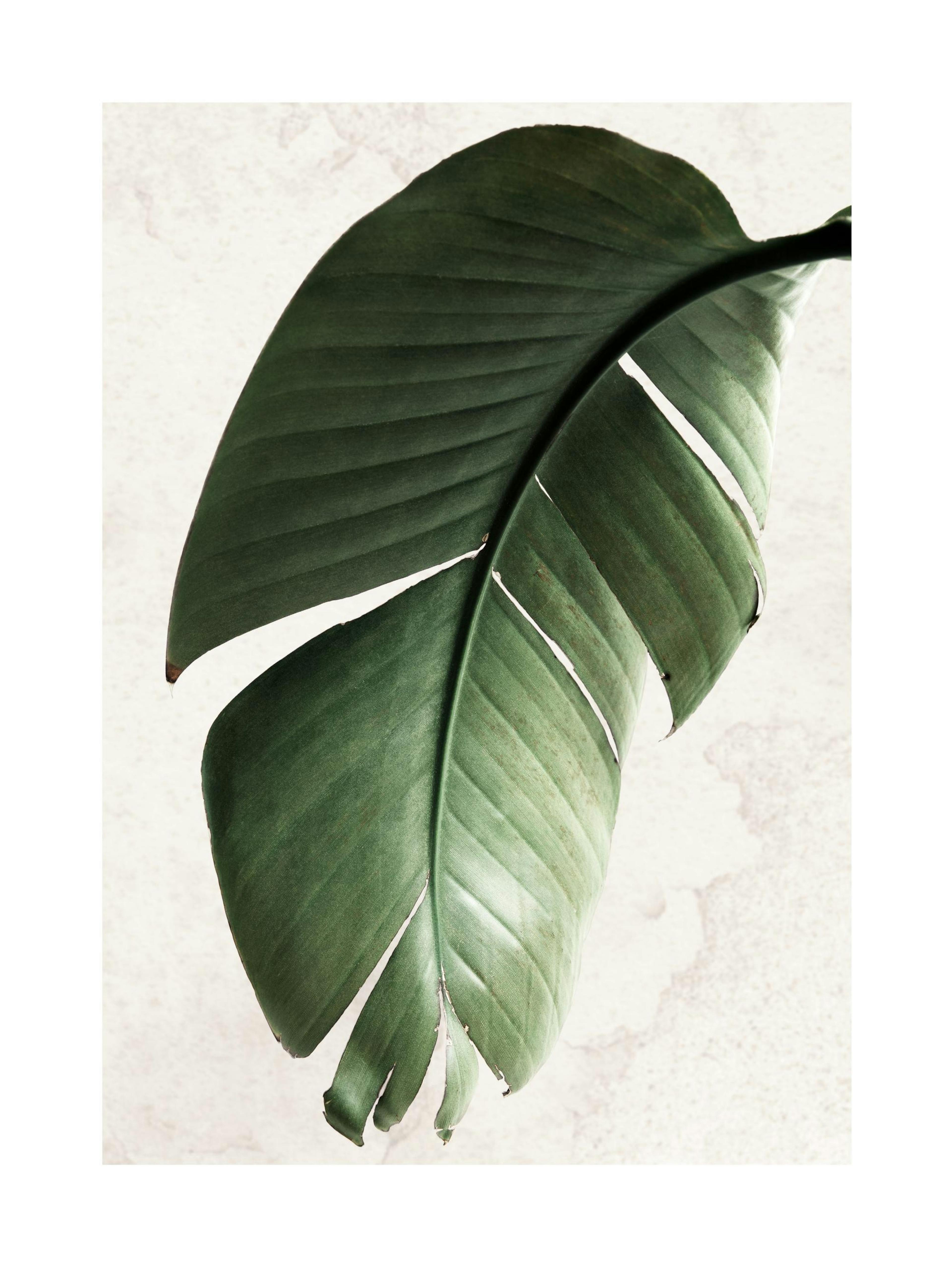 Foglia di Strelitzia verde Poster 0