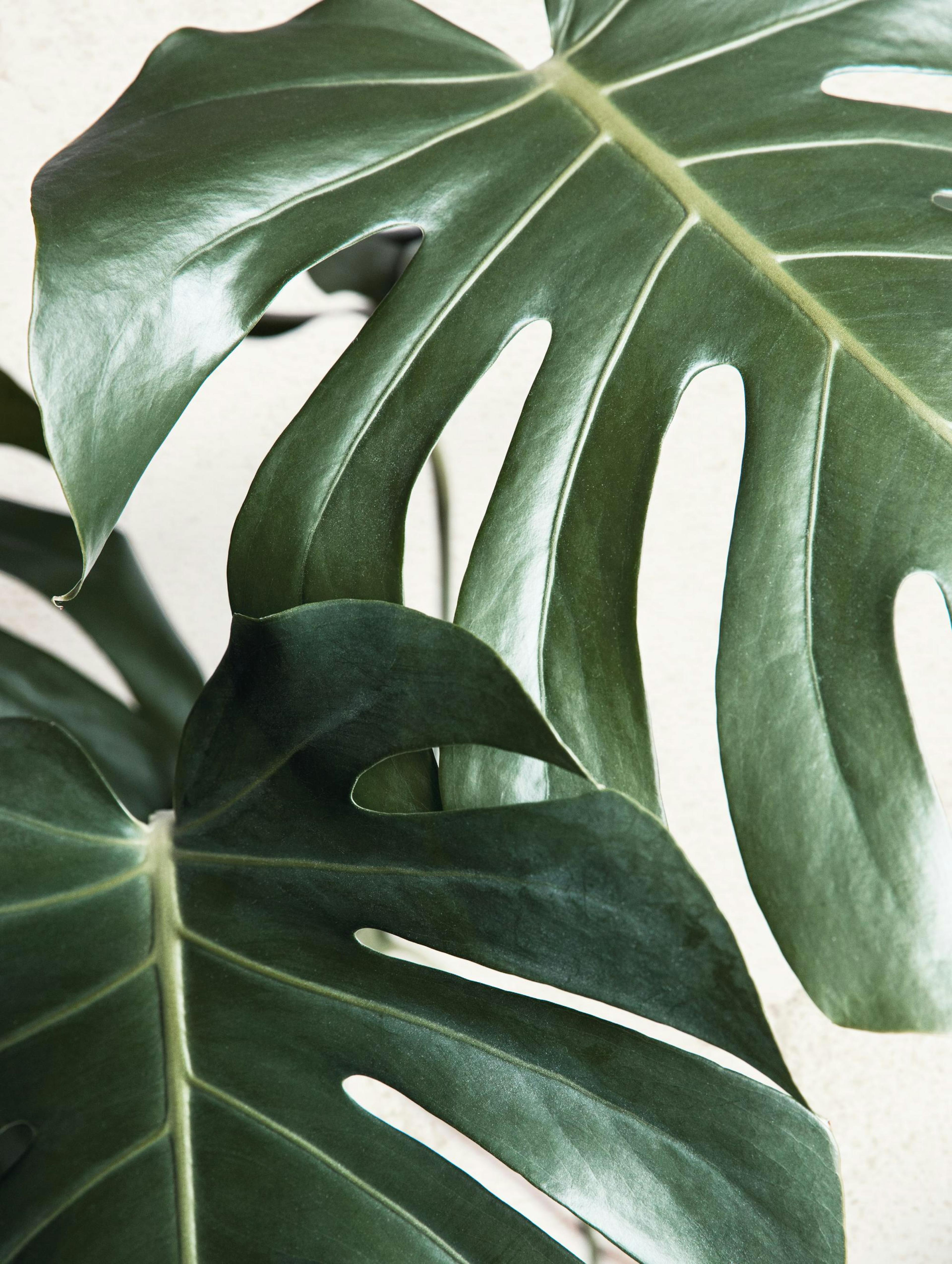 Grønne monstera blader plakat 0