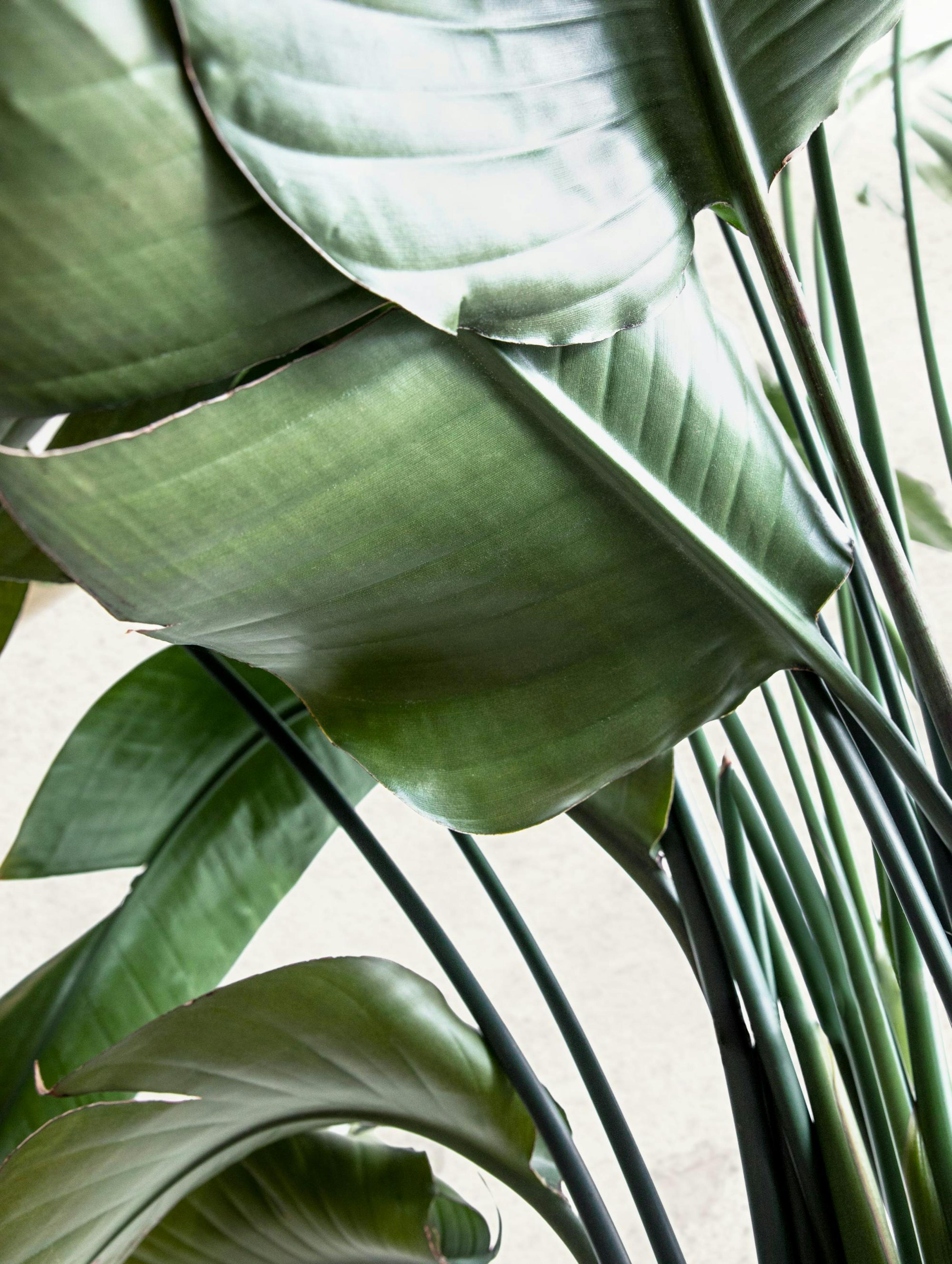 Strelitzia Leaves Poster thumbnail