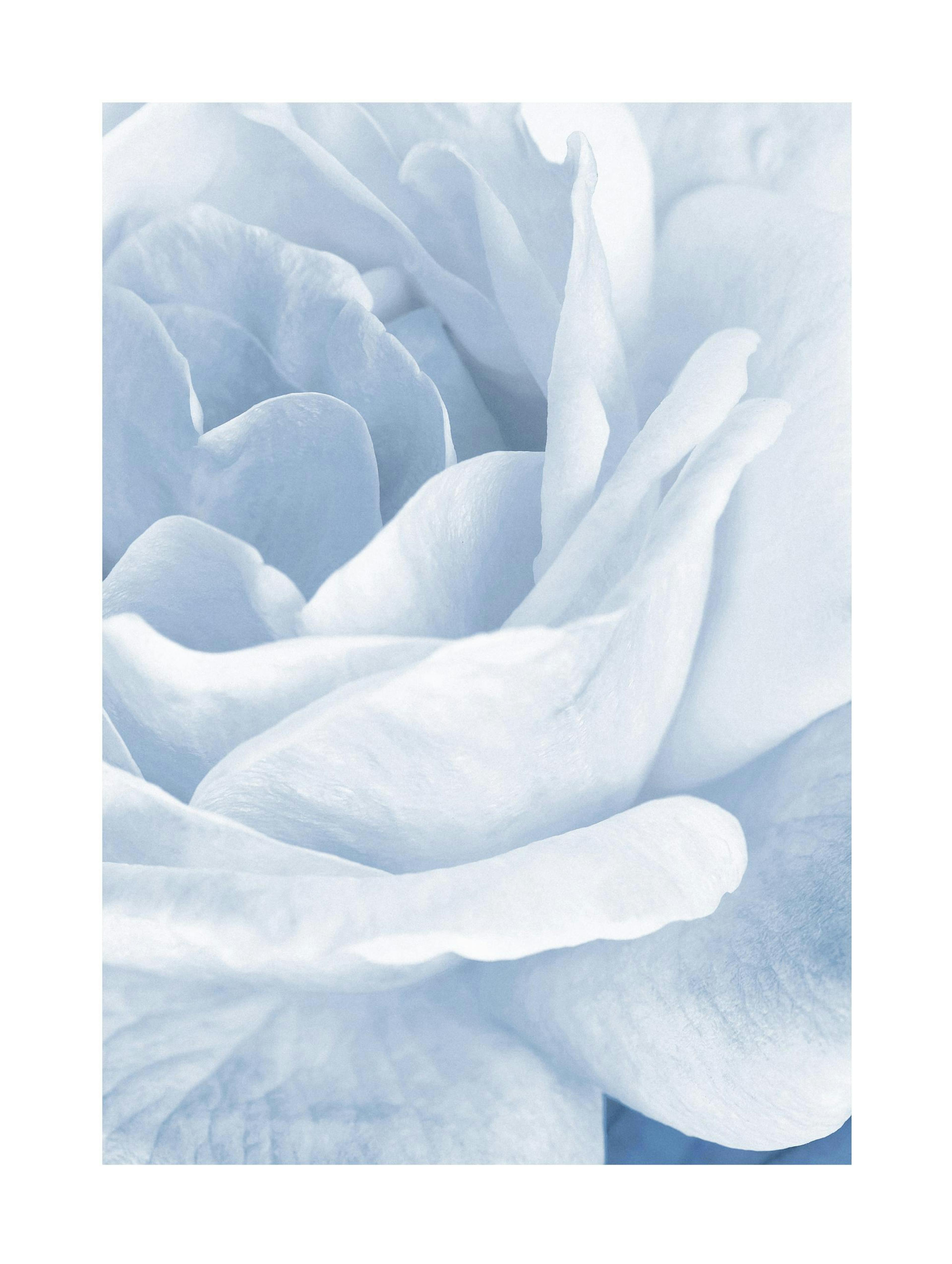 Blue Rose Poster thumbnail