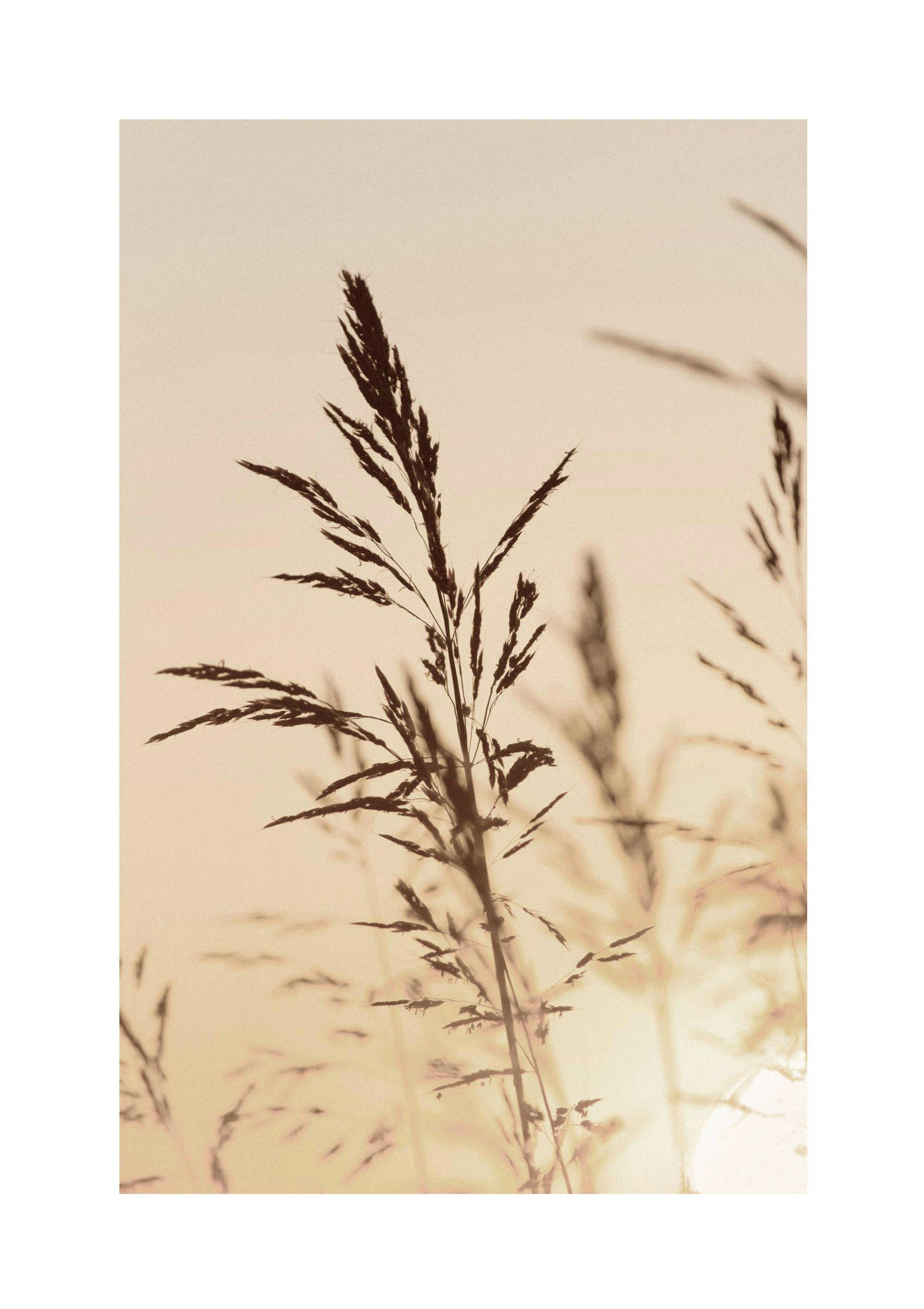 Grass in Sunset Light Poster thumbnail