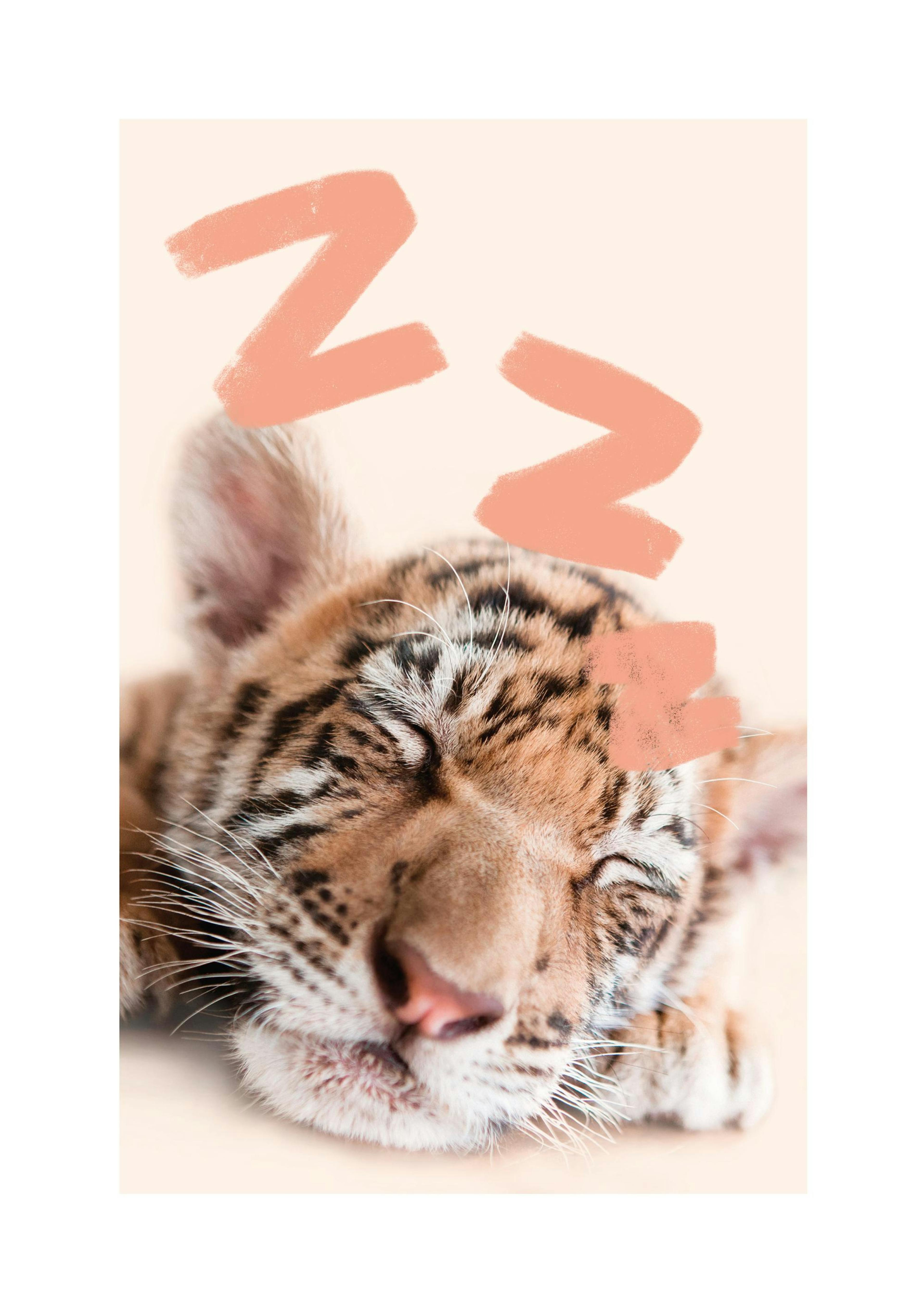 Slapen Baby Tijger Poster 0