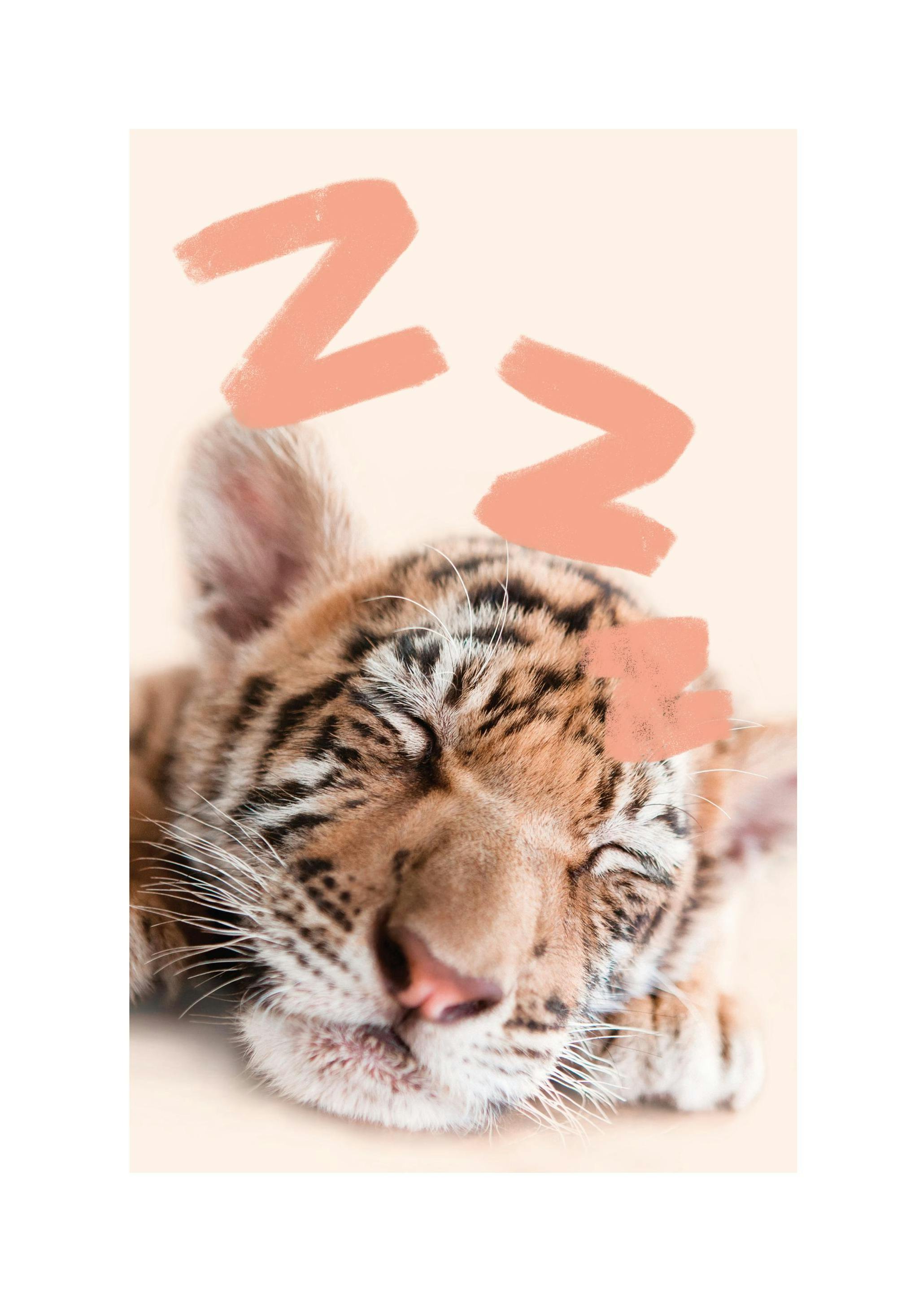 Sleeping Baby Tiger Poster (21x30 cm) - Poster Store
