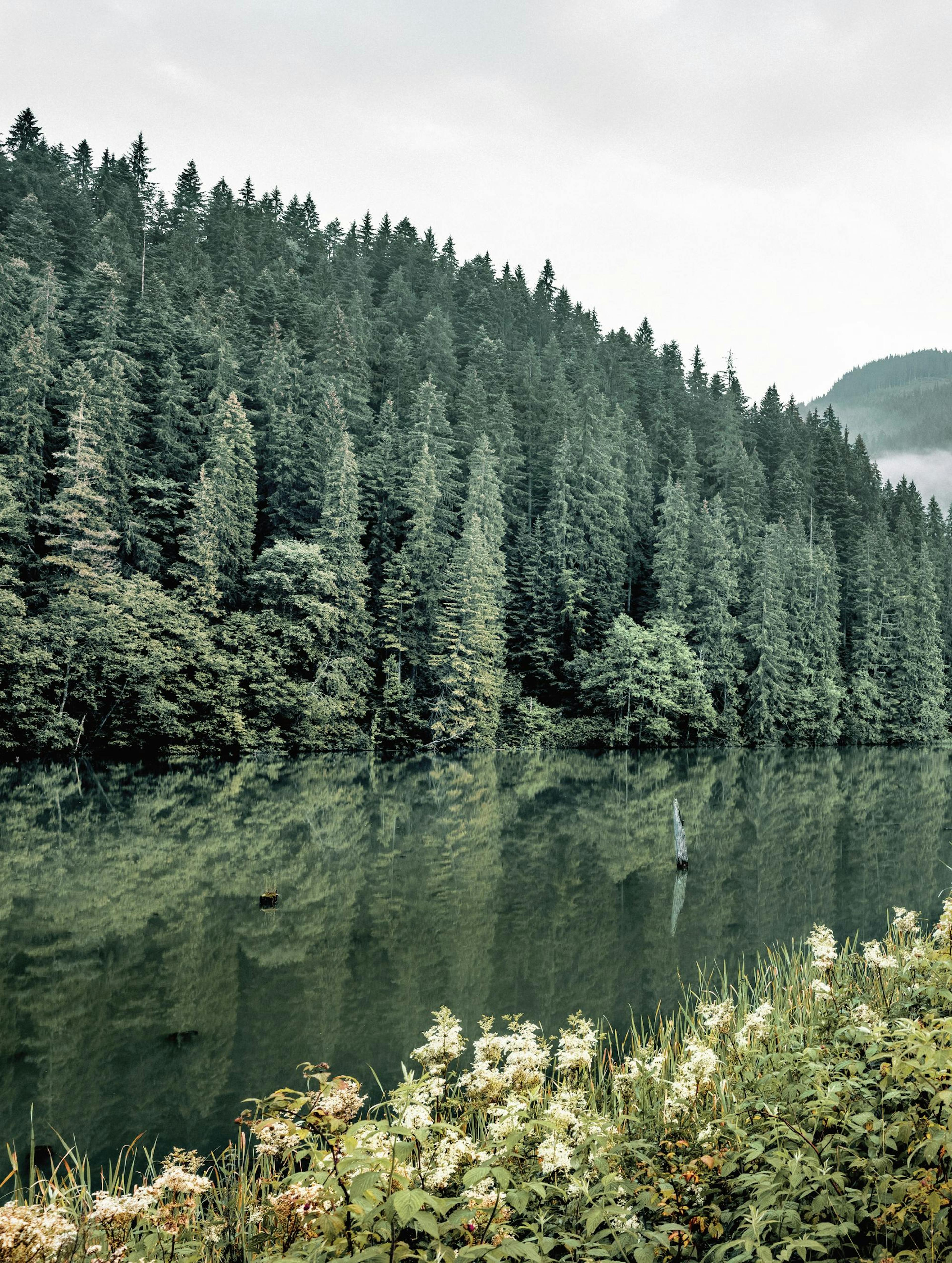 Forest Landscape No1 Poster thumbnail