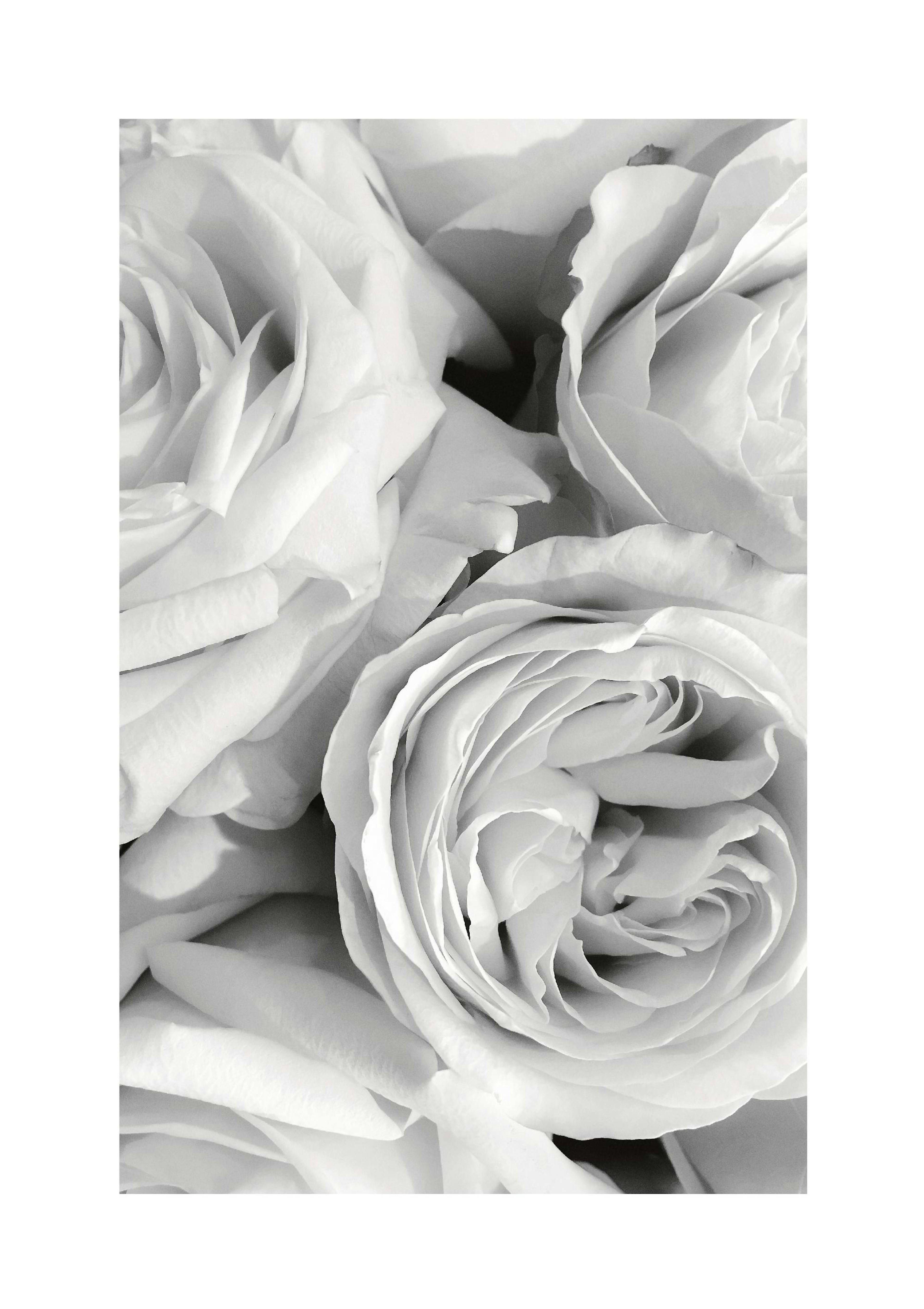 Monochrome Roses Poster thumbnail