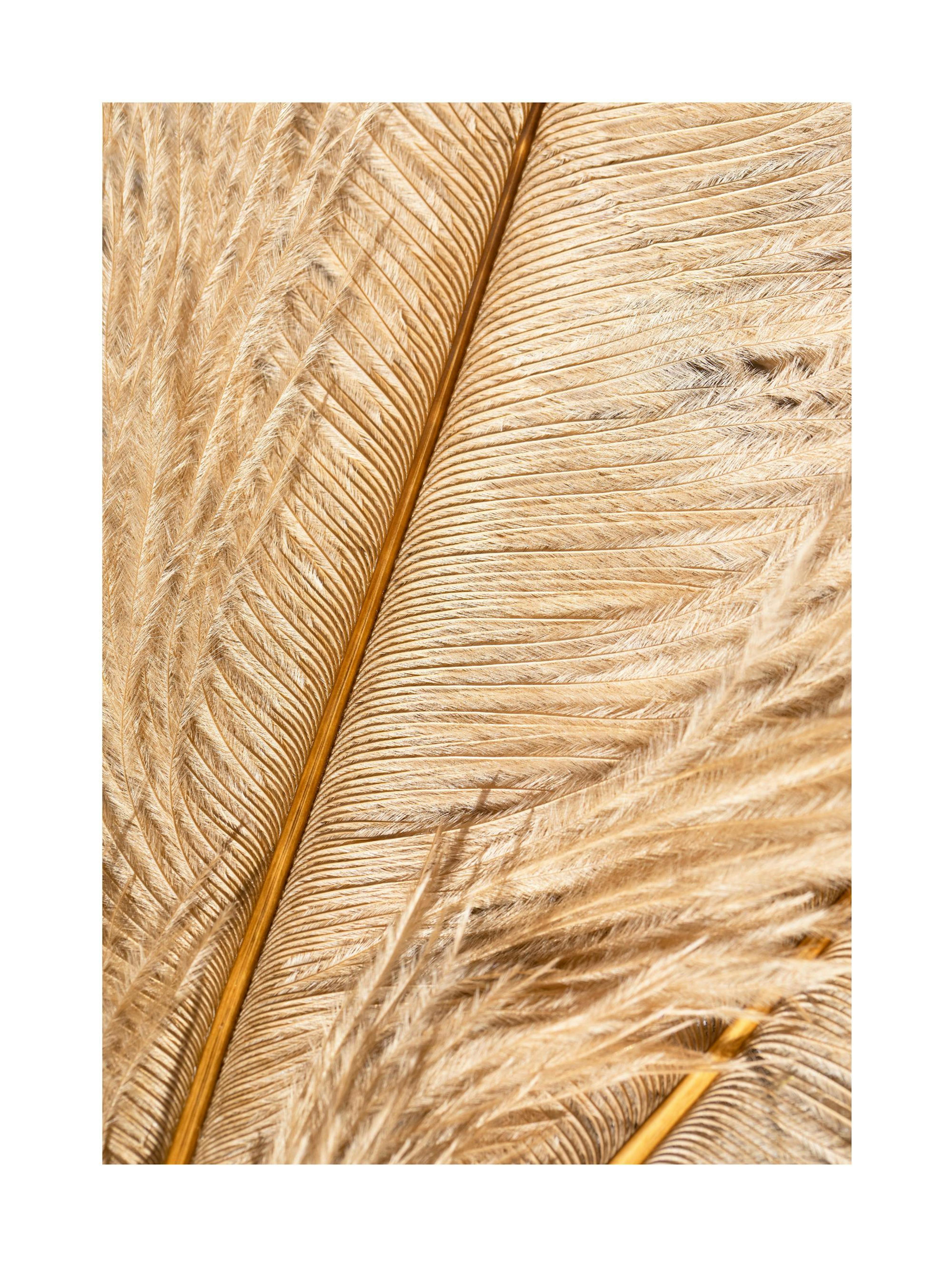 Golden Feather Poster thumbnail