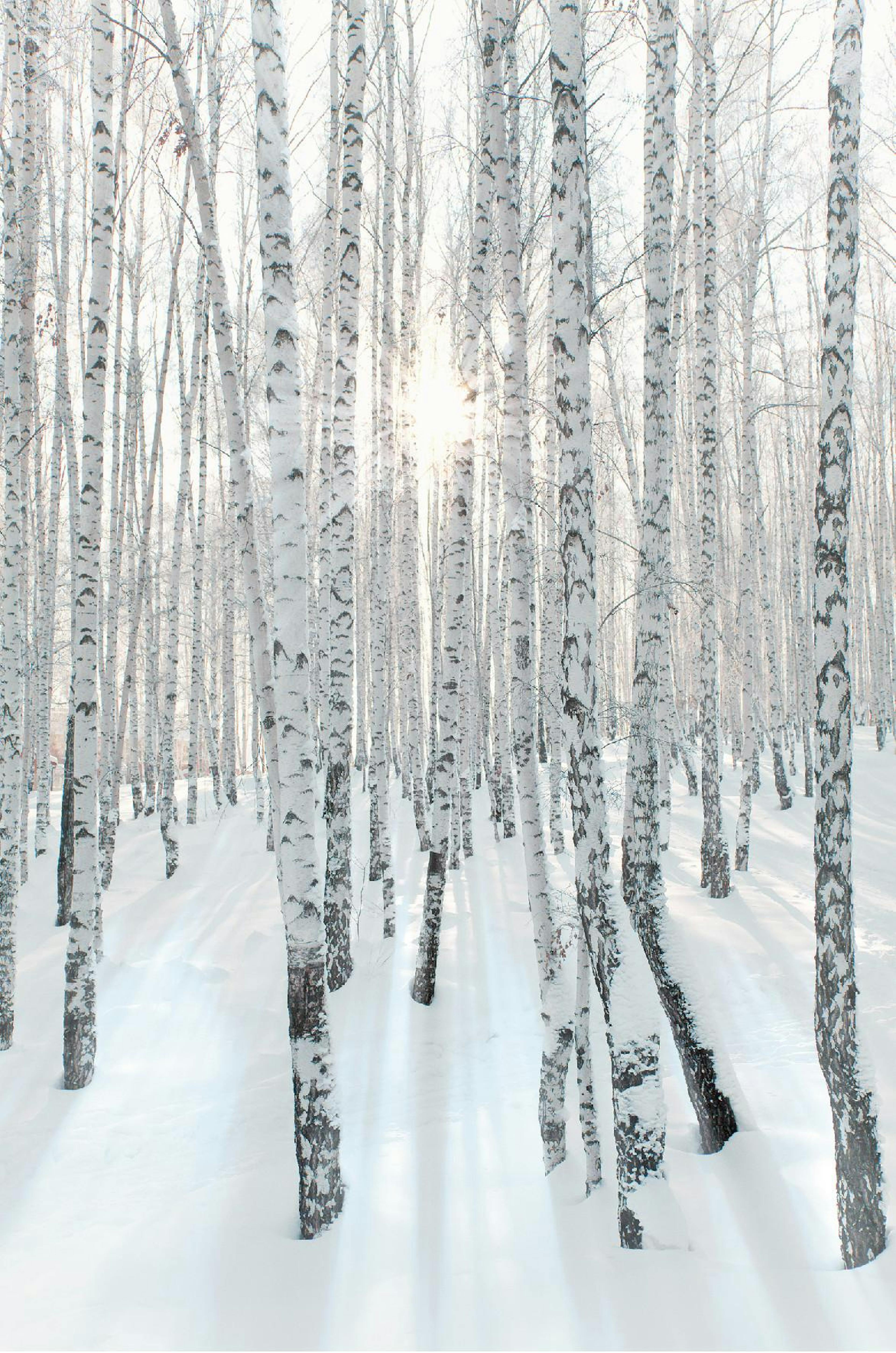 Snowy Birch Forest Poster thumbnail