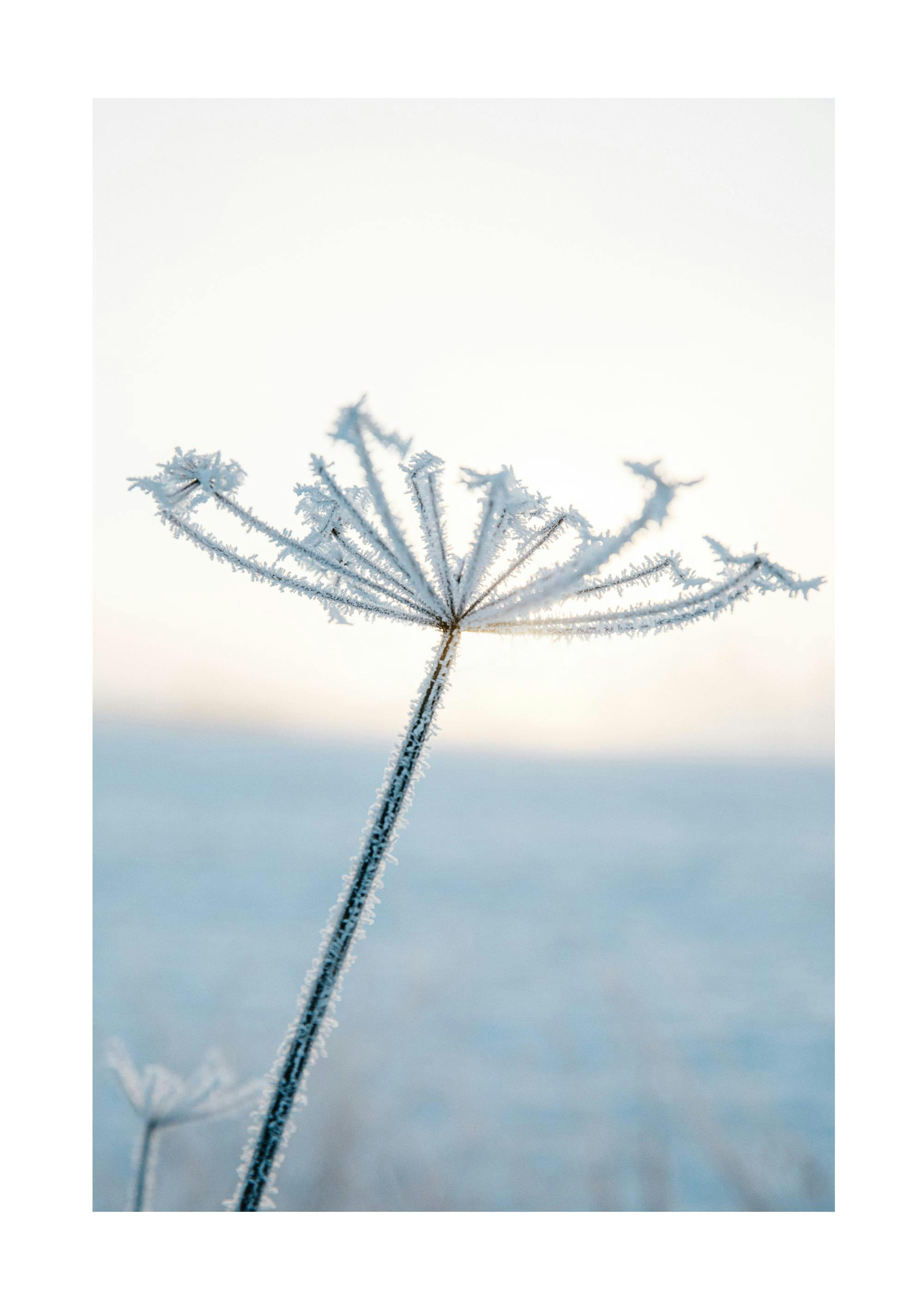서리가 내린 꽃 포스터 0