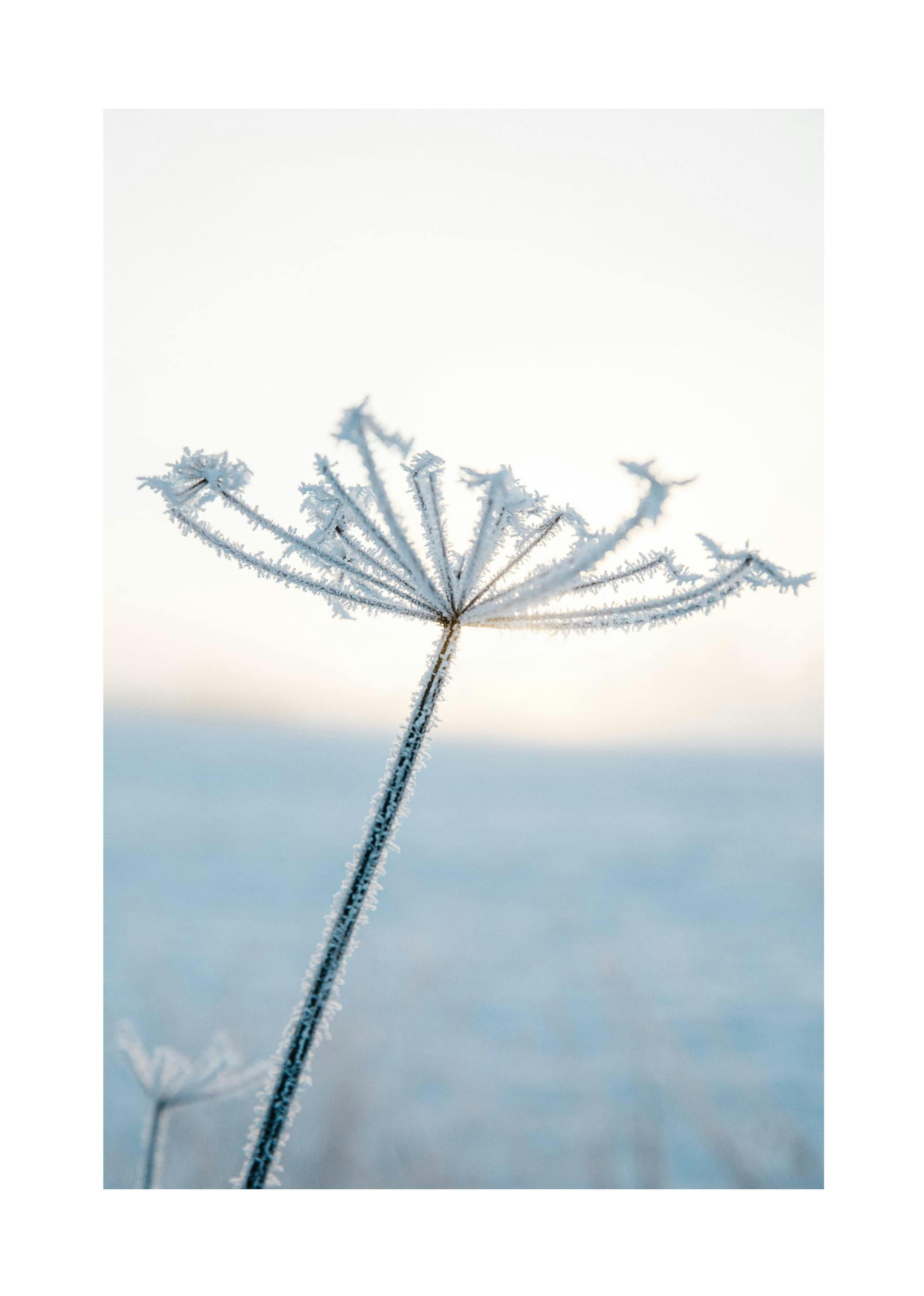 Ijzige bloem poster (21x30 cm) - Poster Store