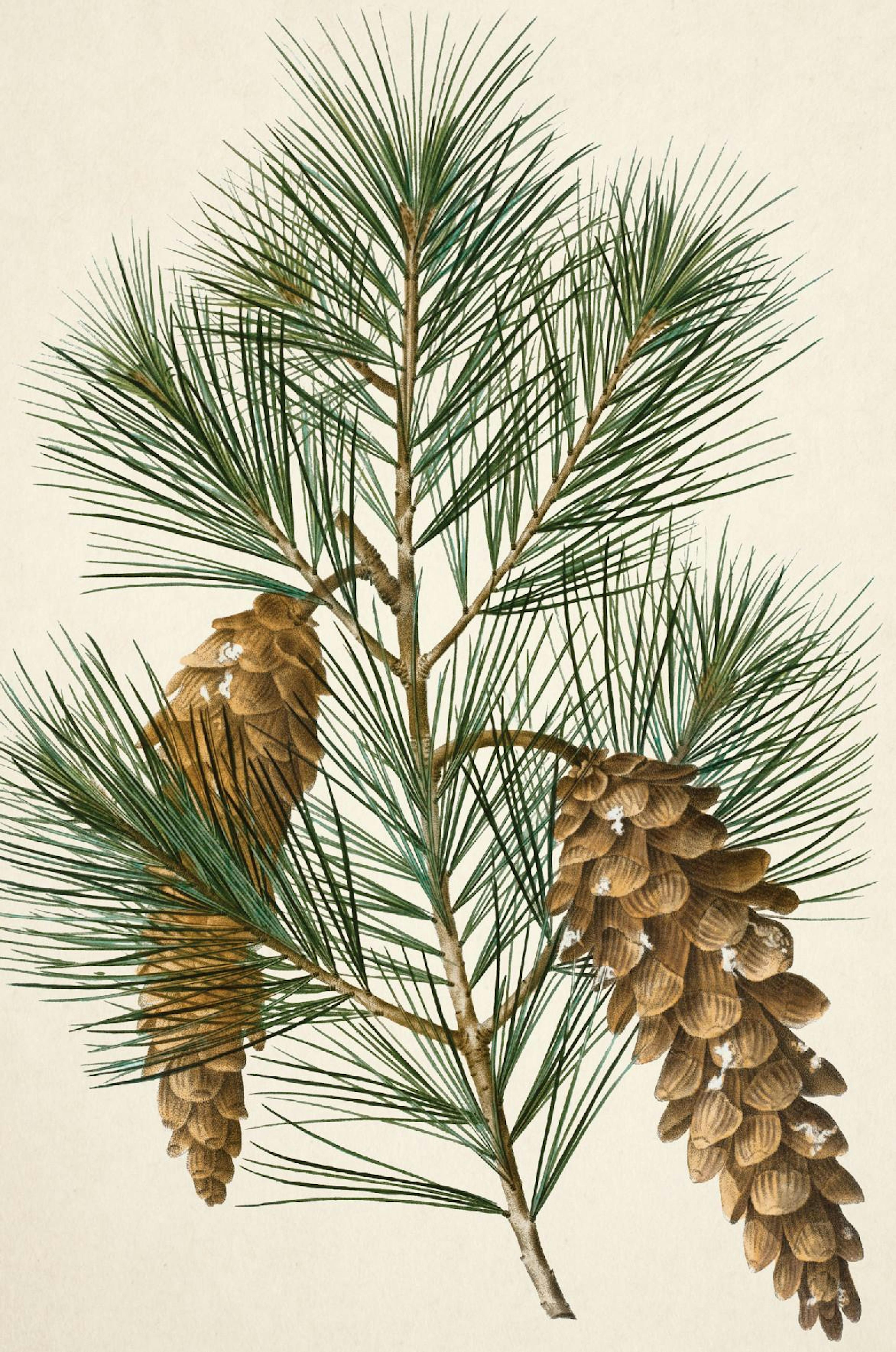 Vintage Pine Poster thumbnail