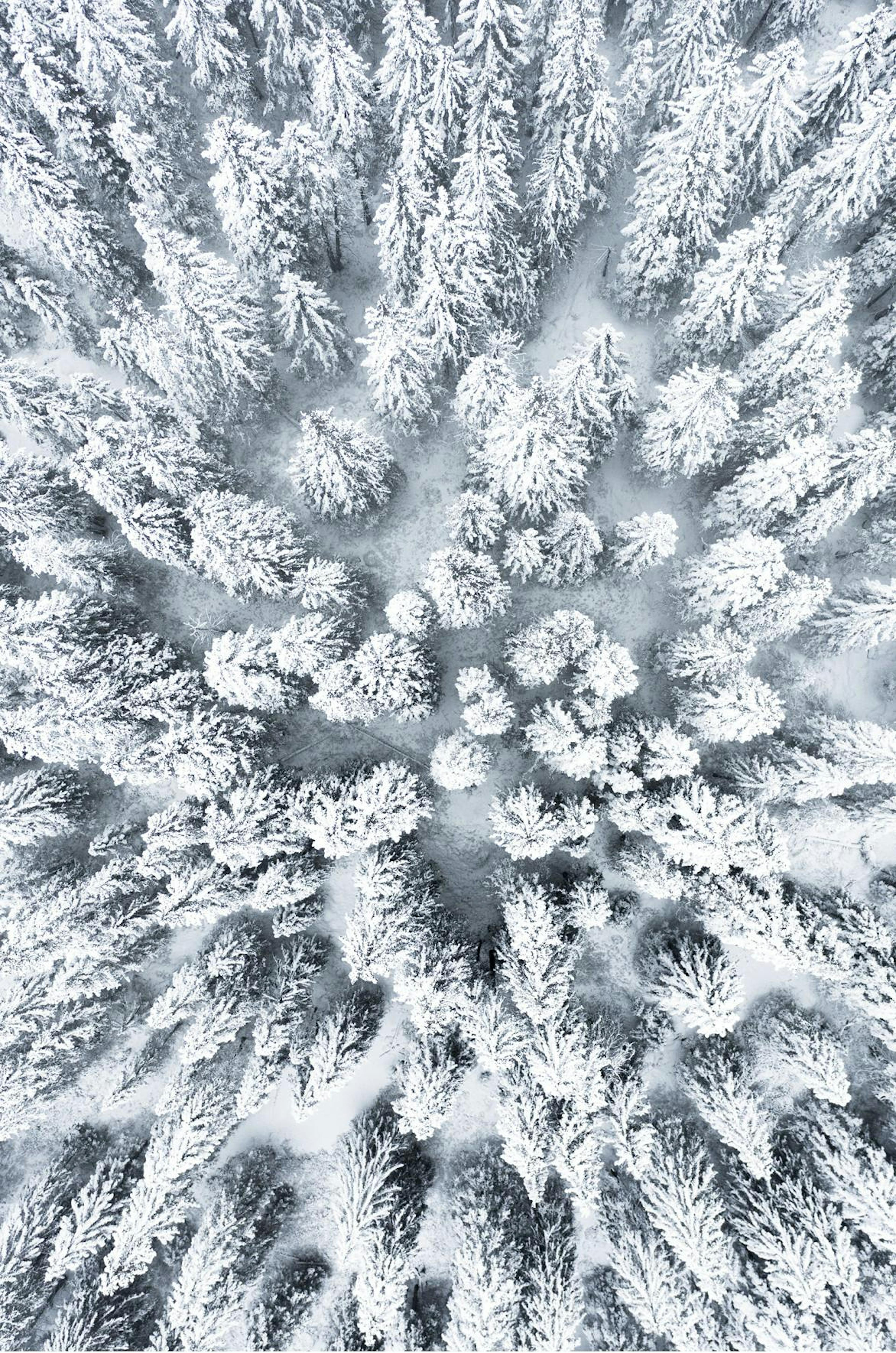Affiche de Snowy Trees 0