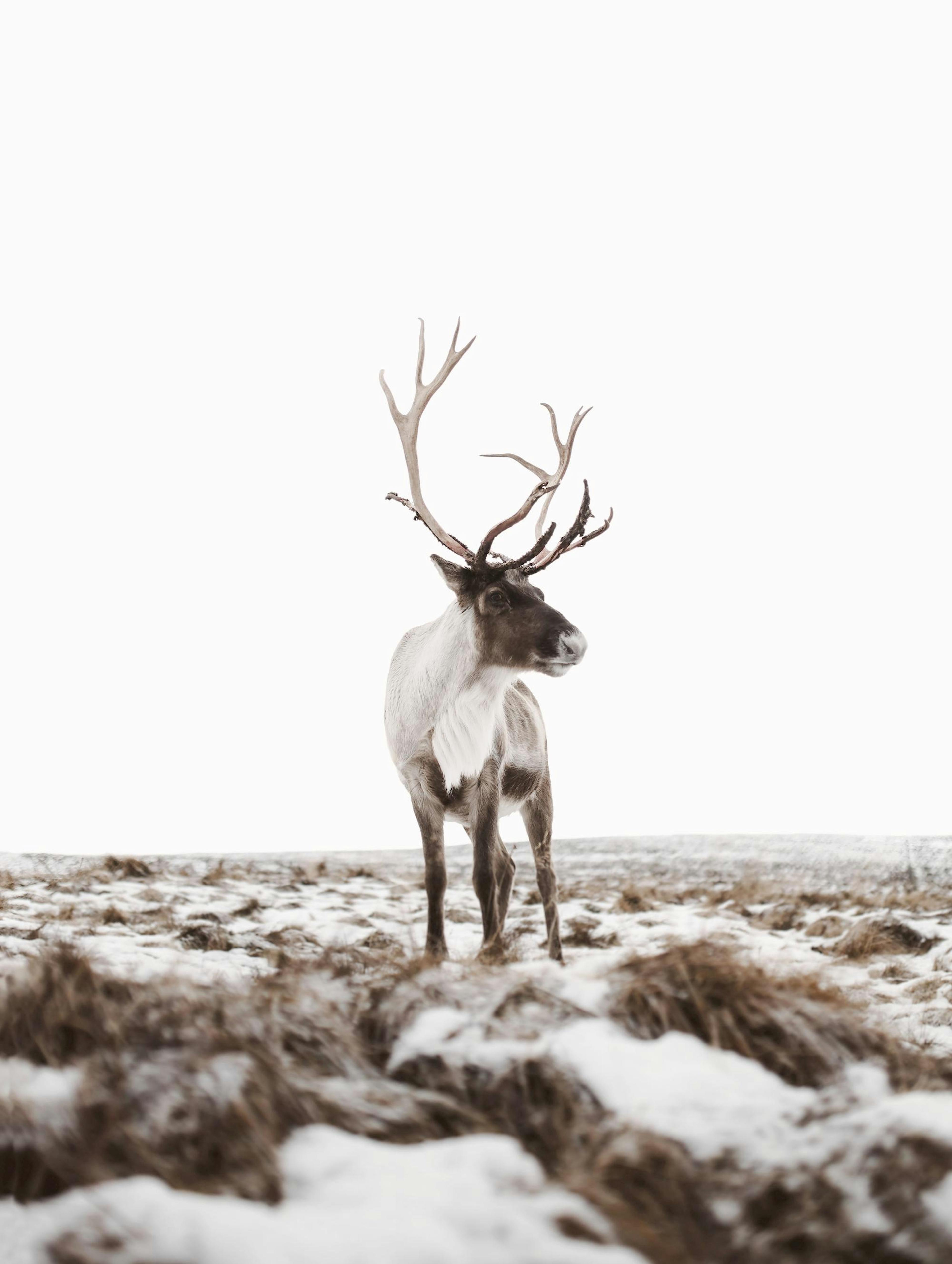 Reindeer Poster 0