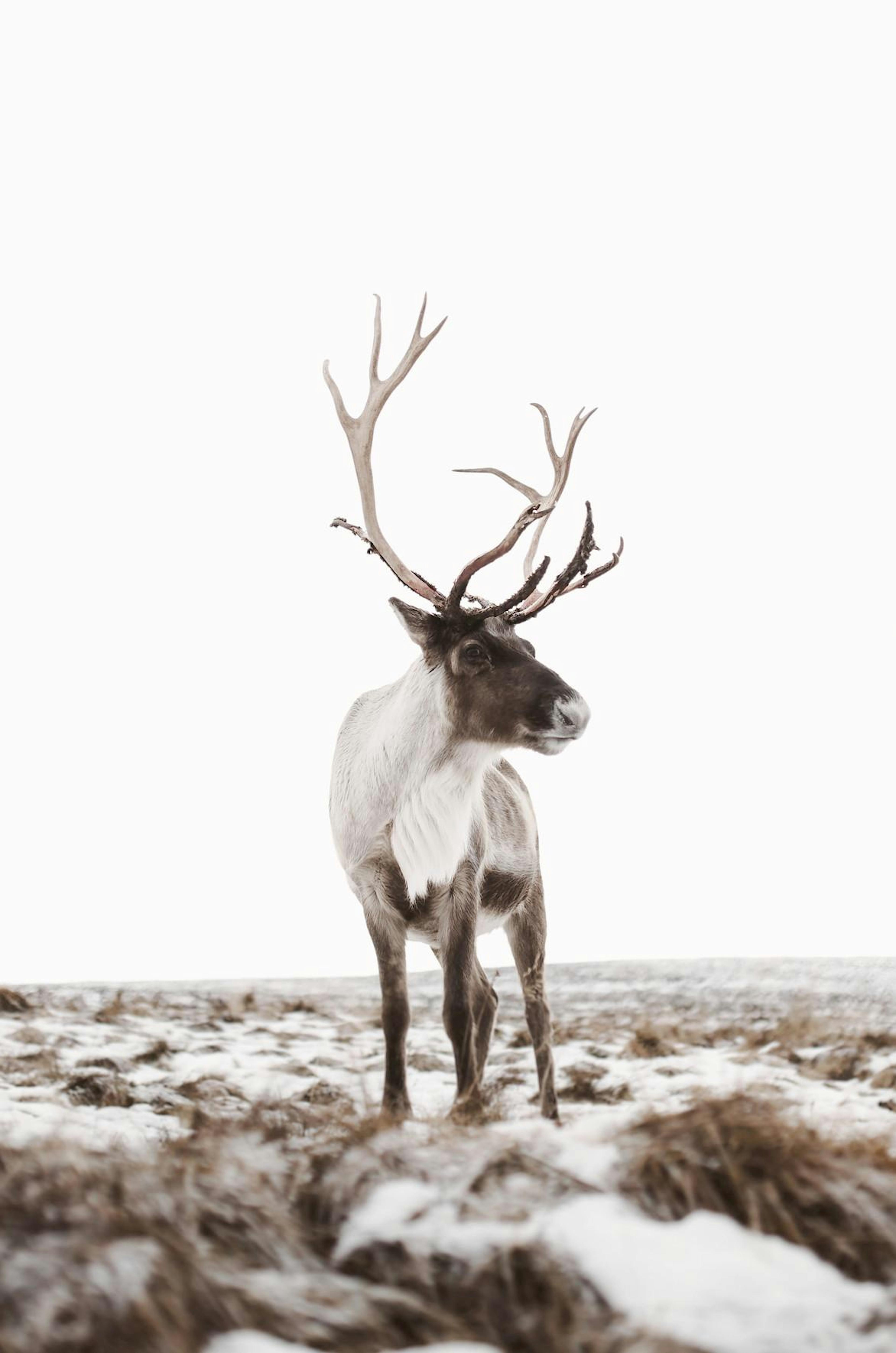 Reindeer Poster thumbnail