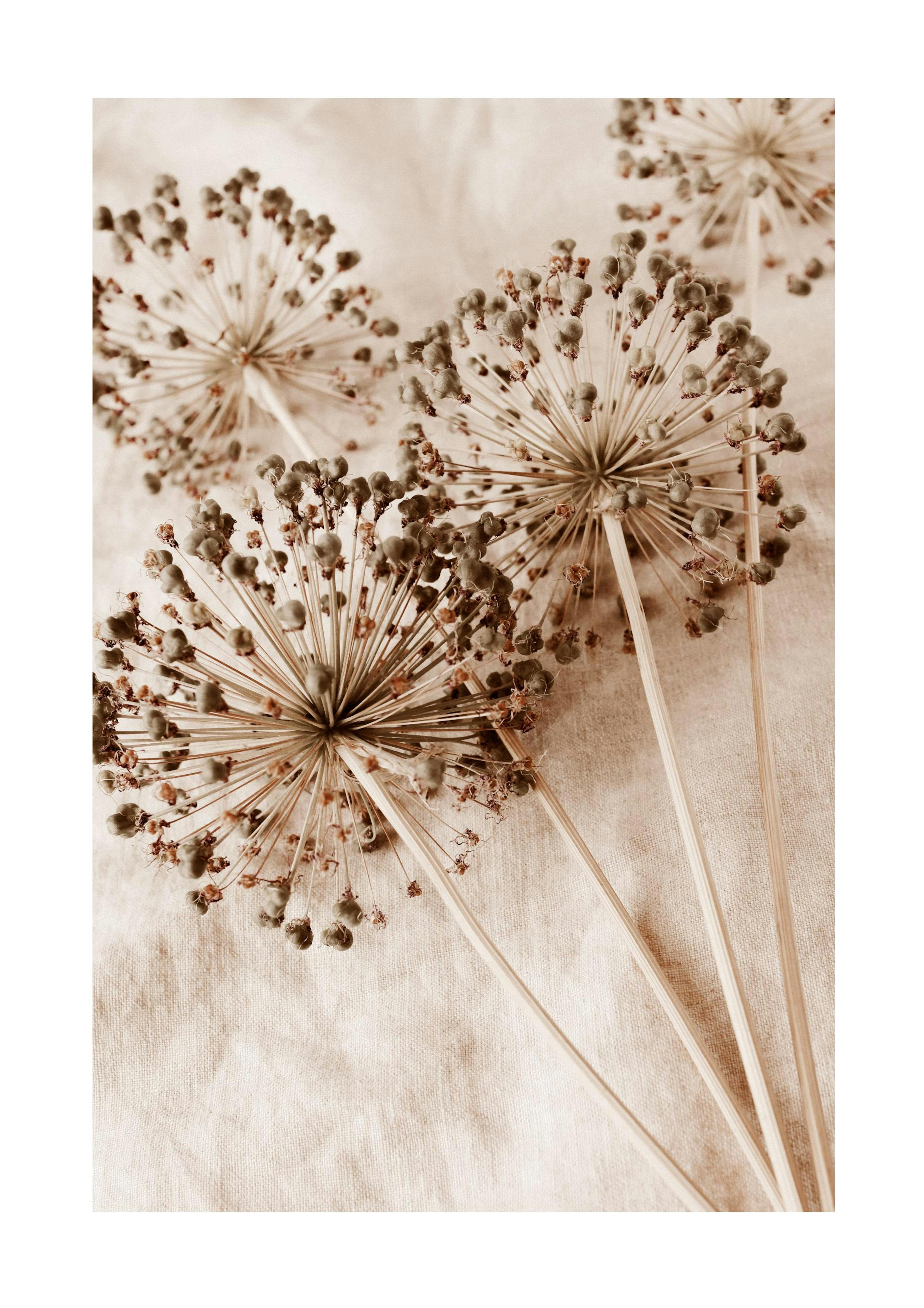 Dry Allium Flowers Affiche 0