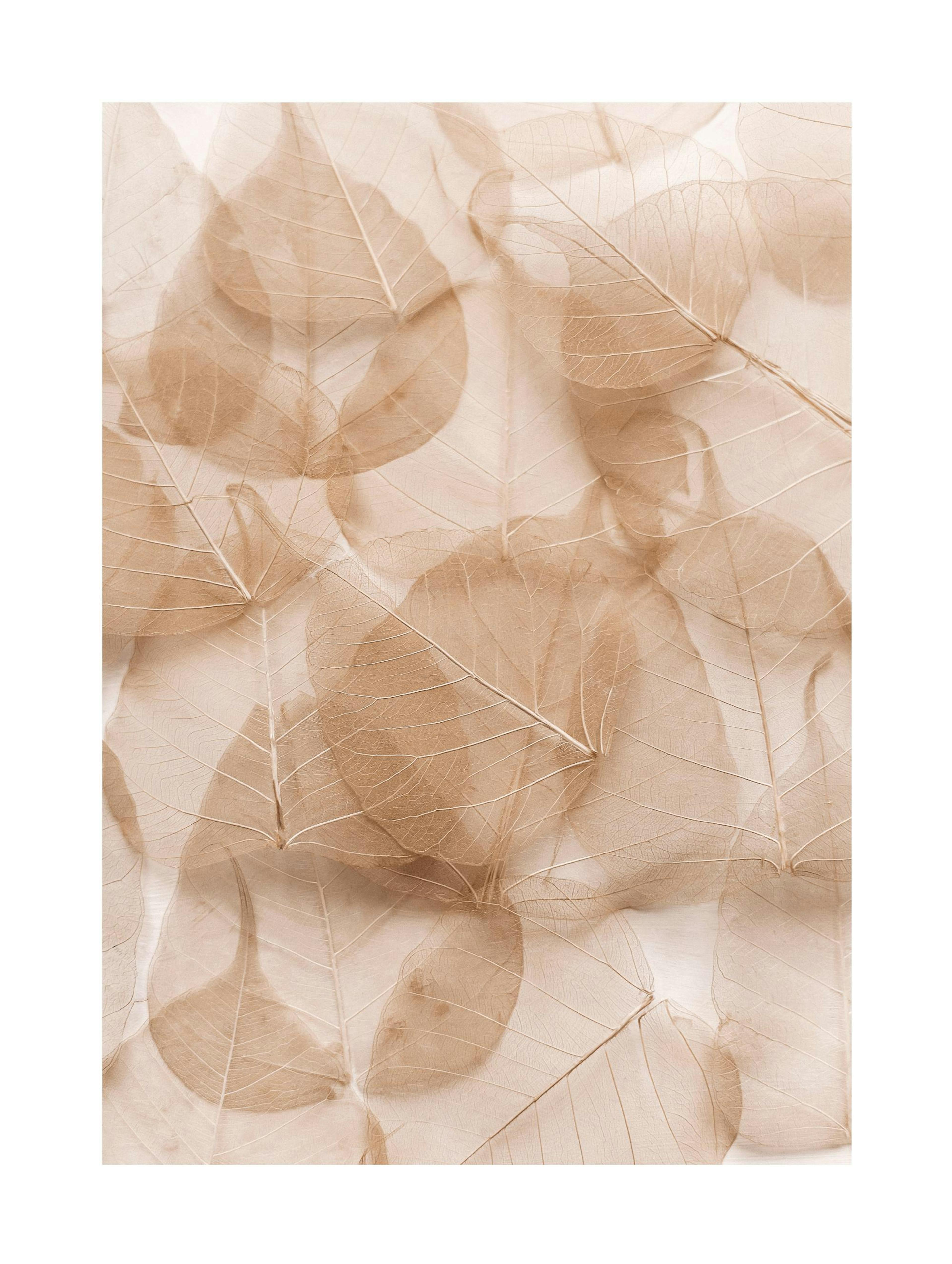Feuilles transparentes Poster thumbnail