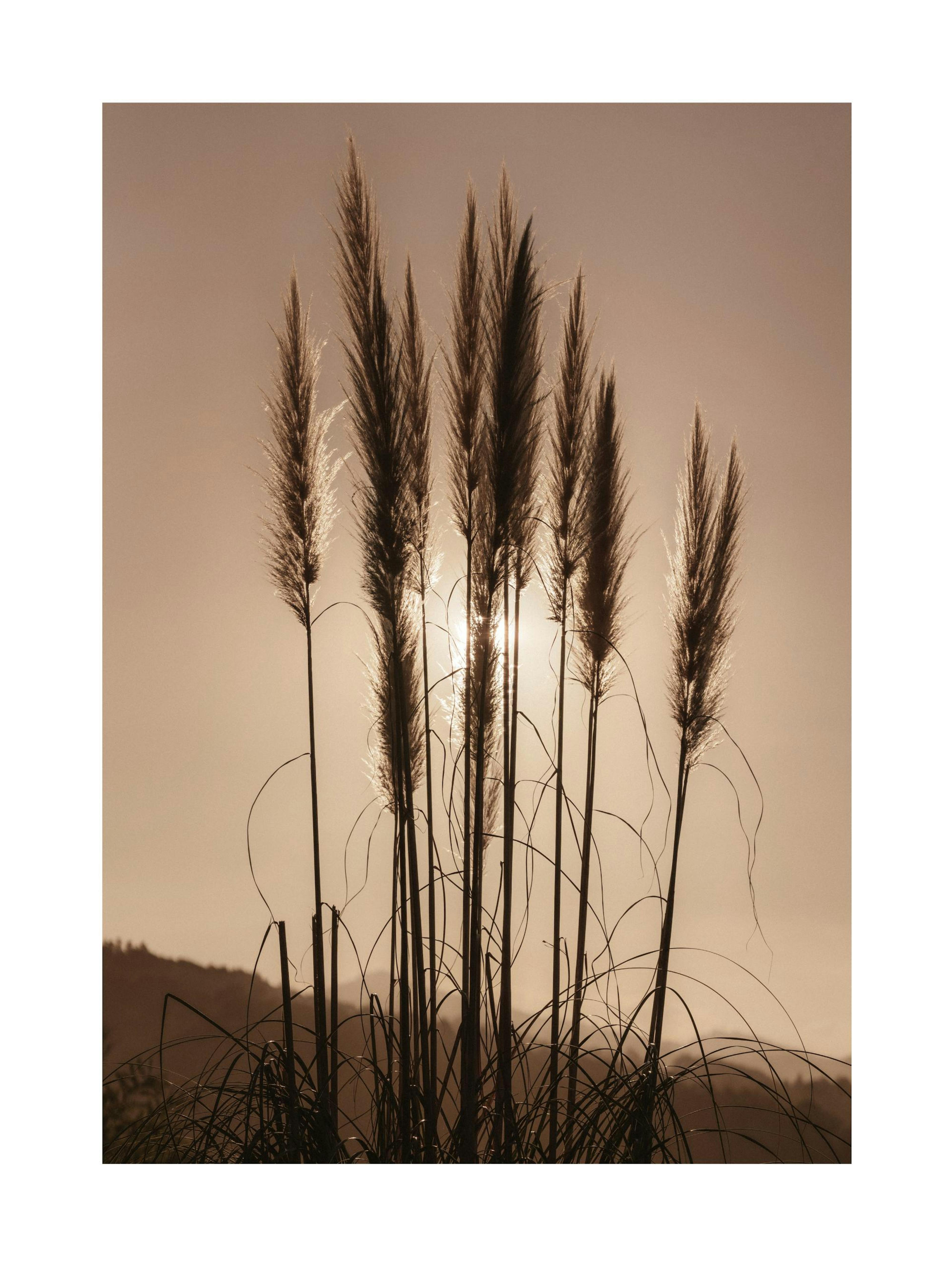 Grass at Sunset Poster thumbnail