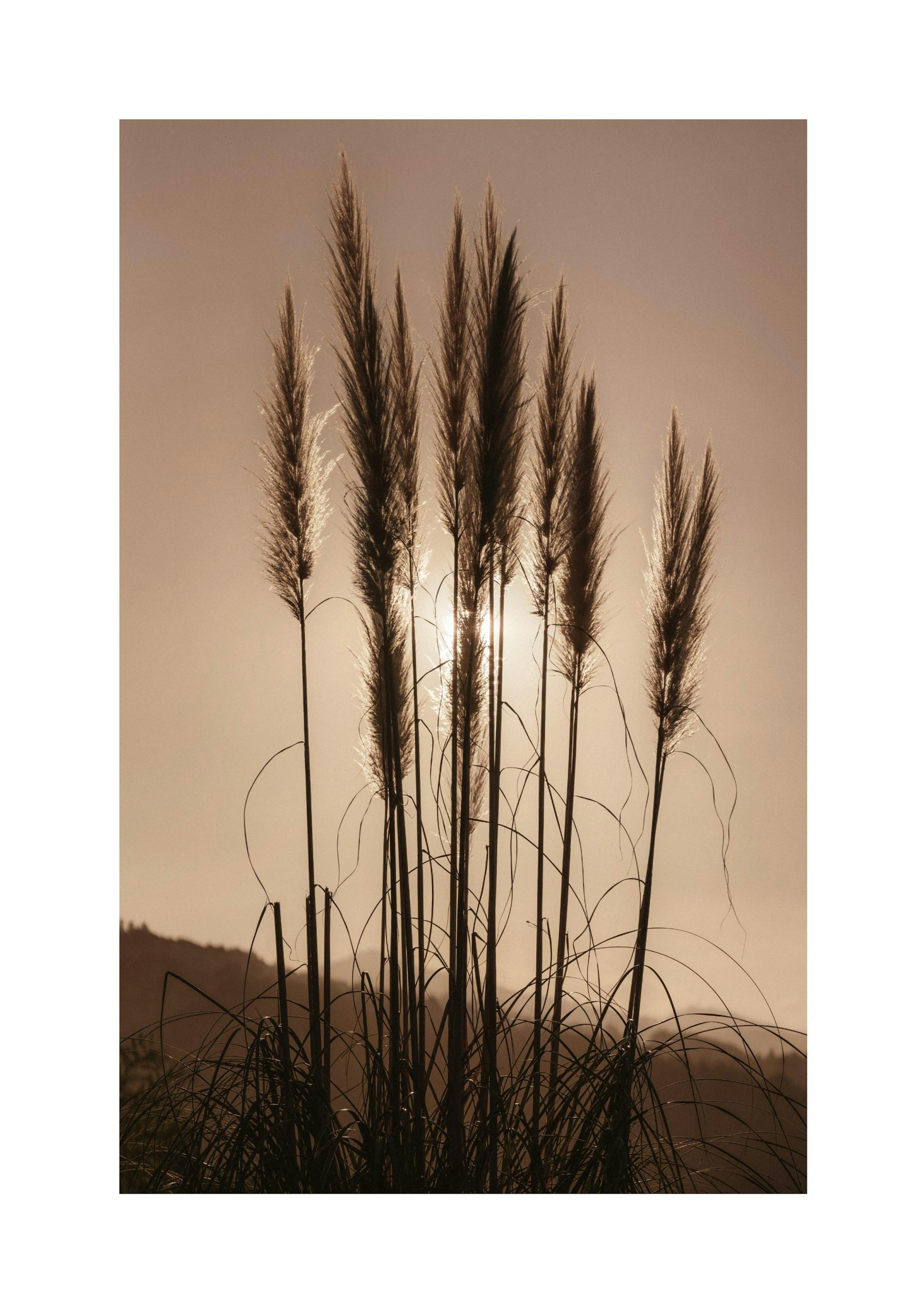 Gras am Sonnenuntergang-Plakat thumbnail