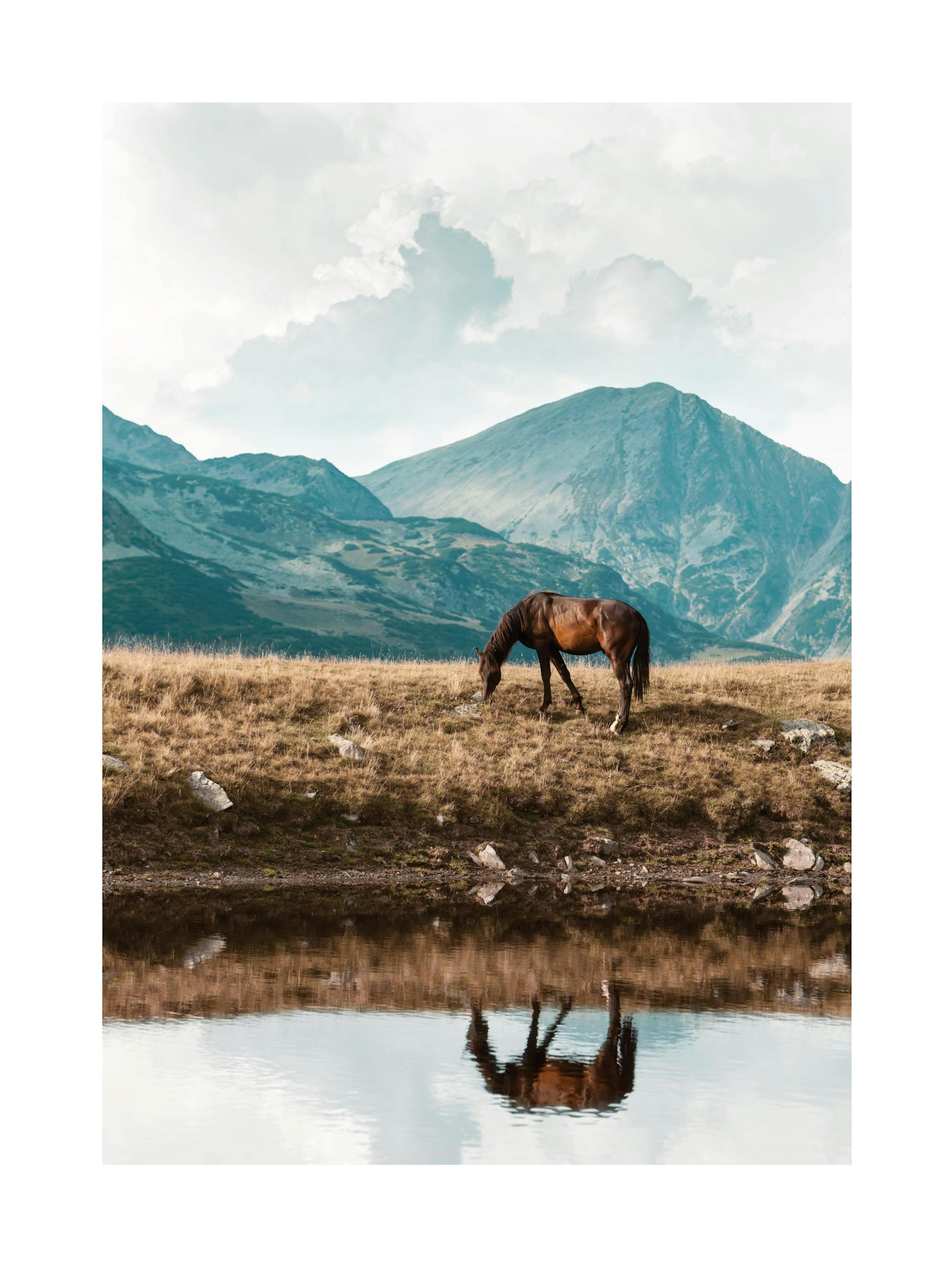 Highland Horse Poster thumbnail