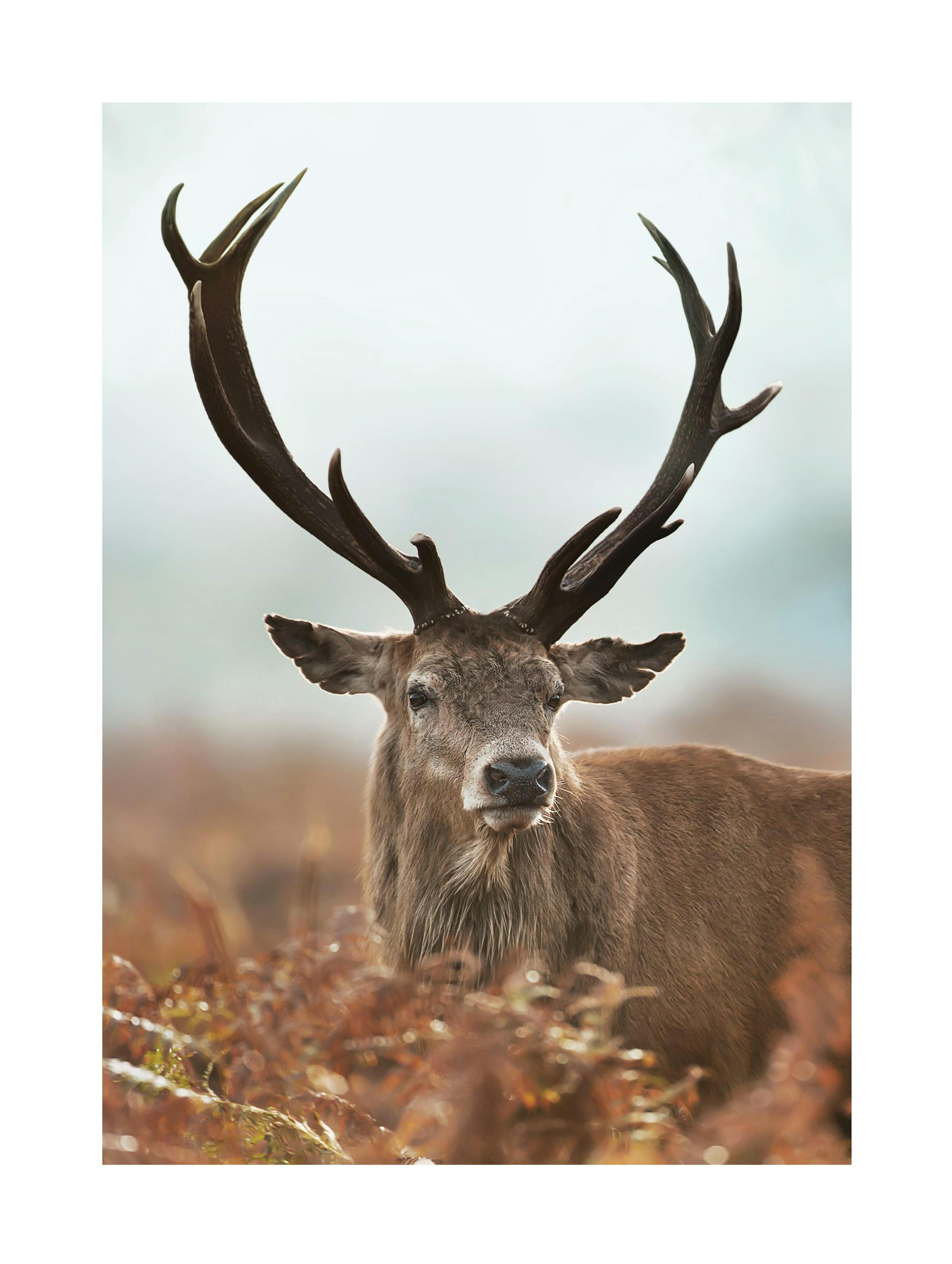 Forest Stag Poster thumbnail