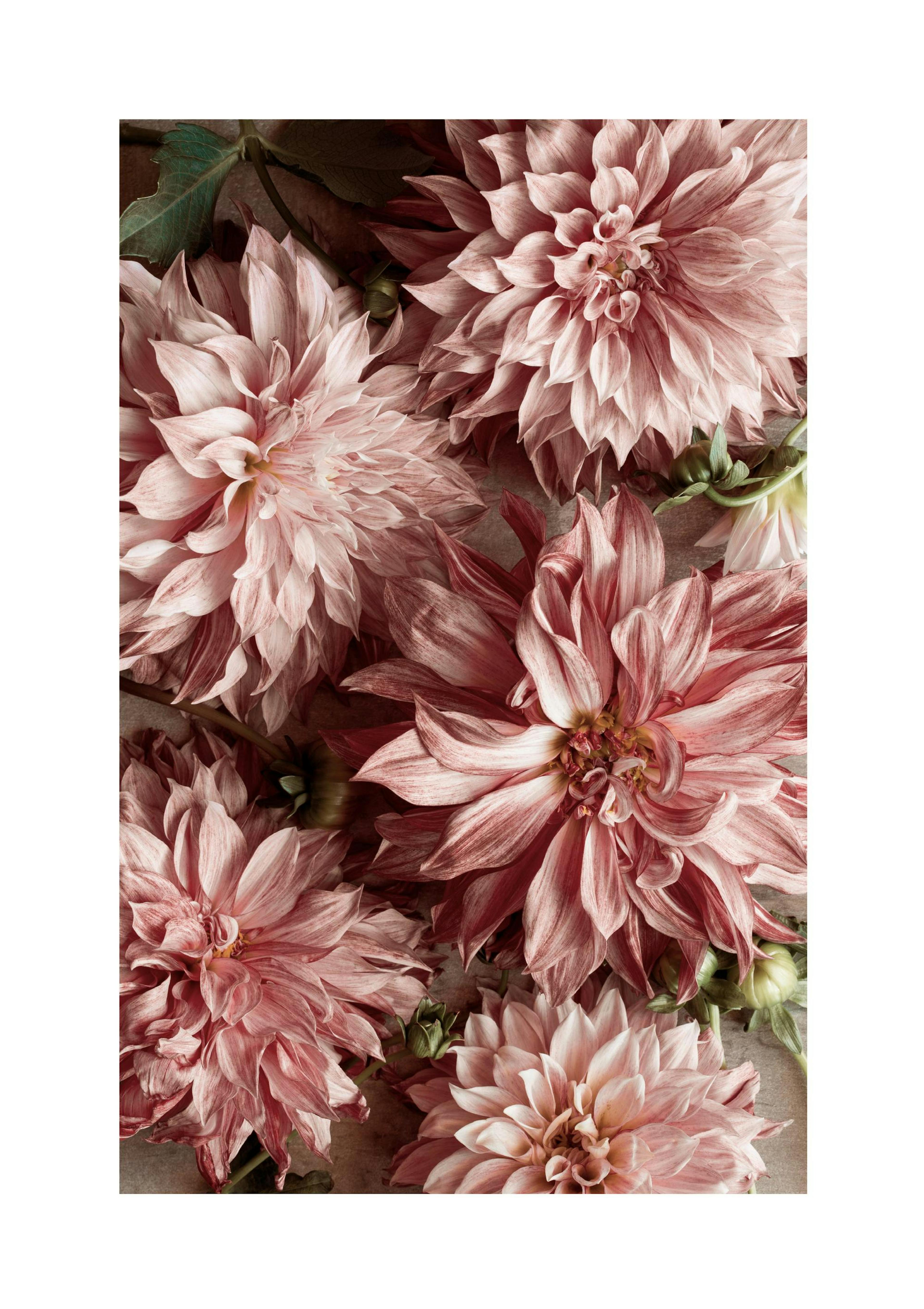 Romantic Dahlias Poster thumbnail