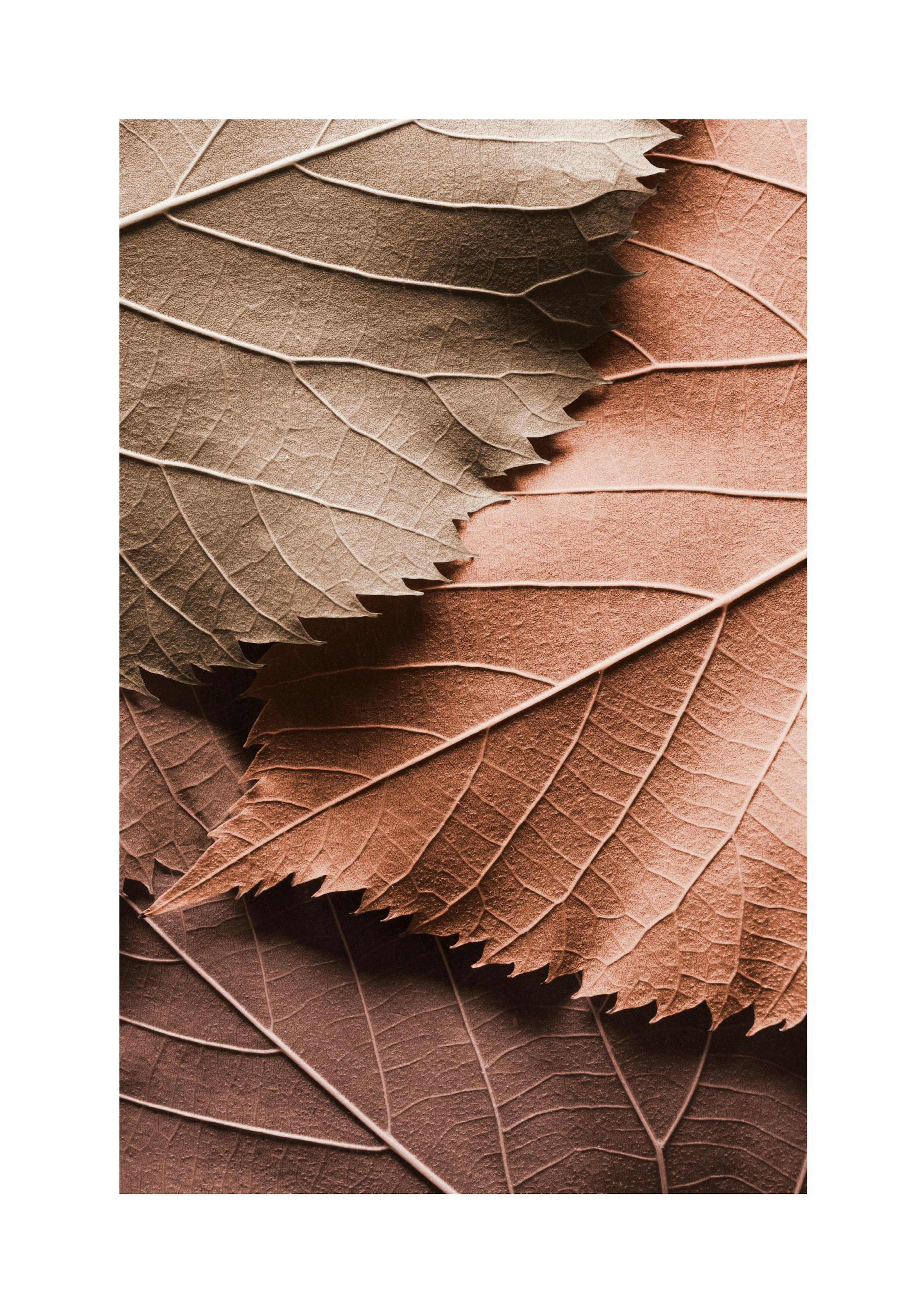 Brown Leaves Poster thumbnail