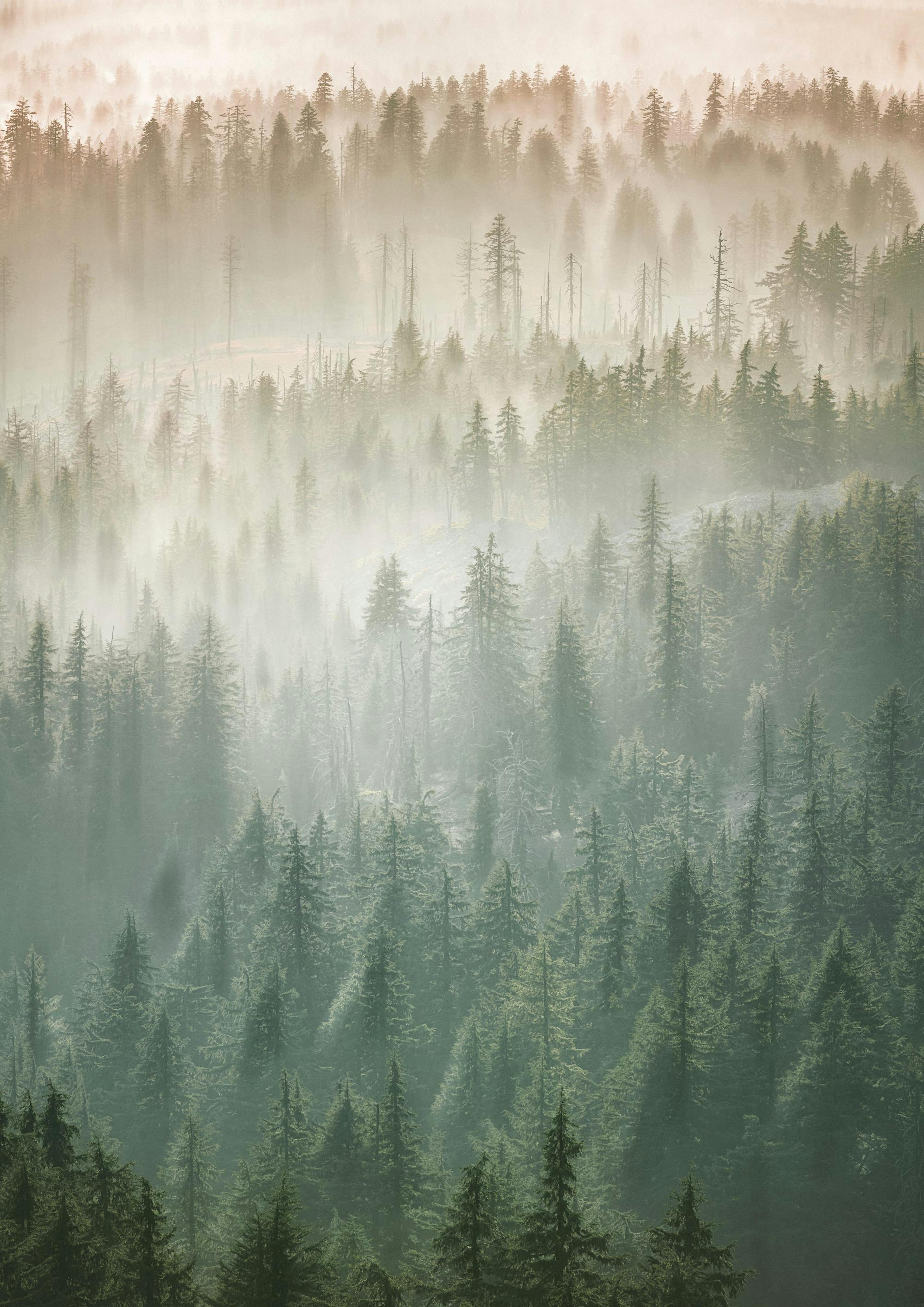 Brume sur la cime des arbres Poster thumbnail