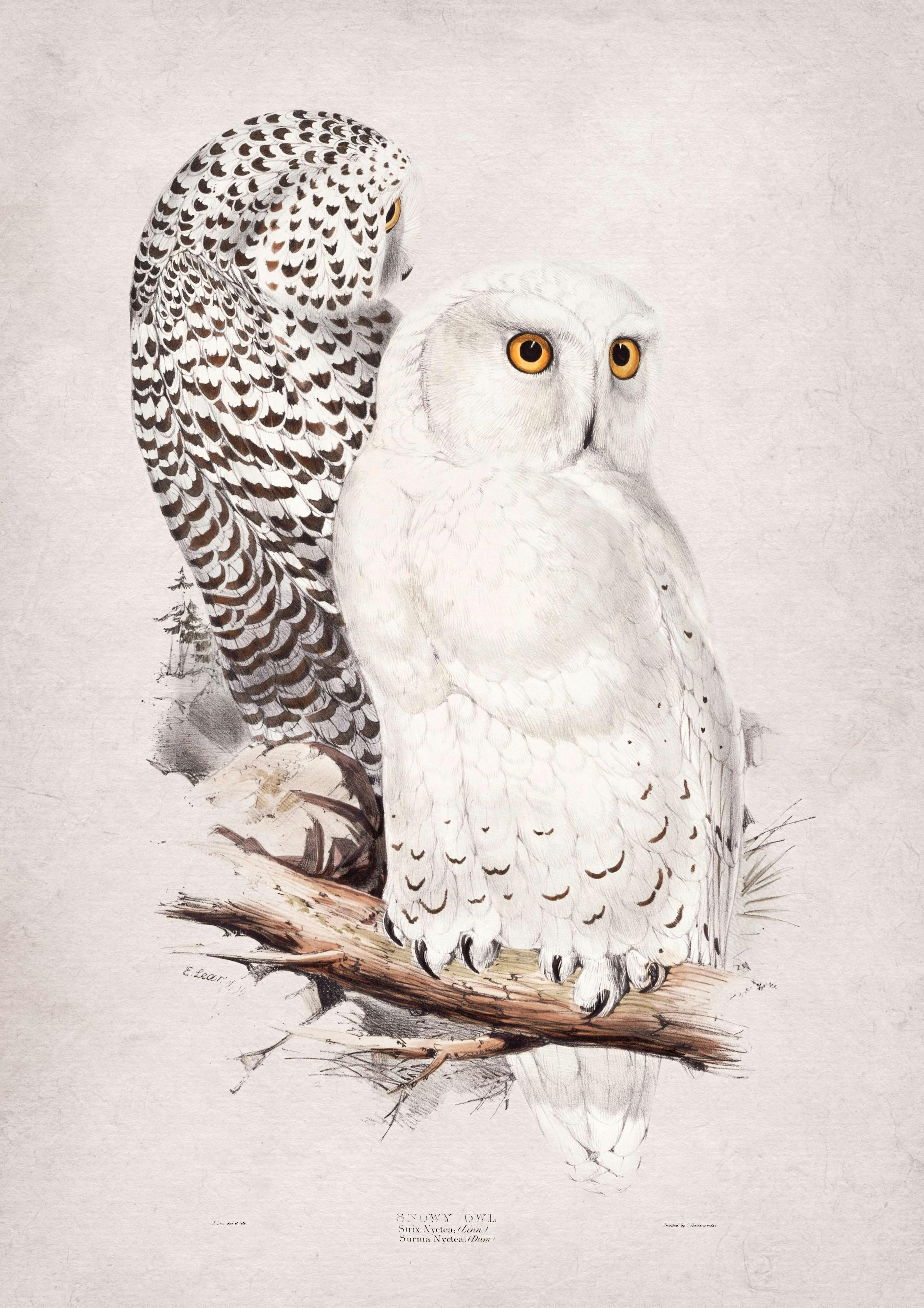 Snowy Owl Poster thumbnail