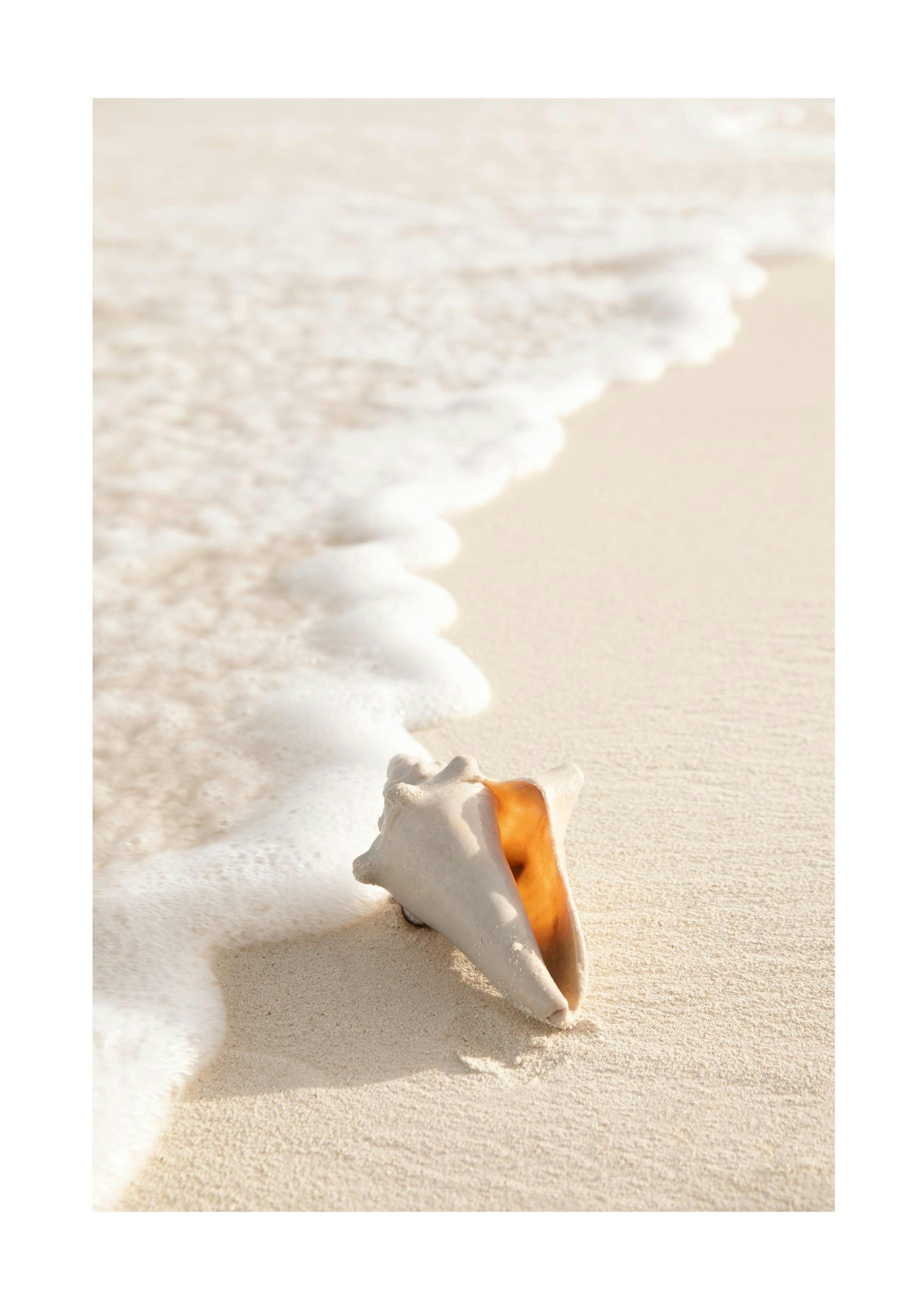 Conch Shell Poster thumbnail