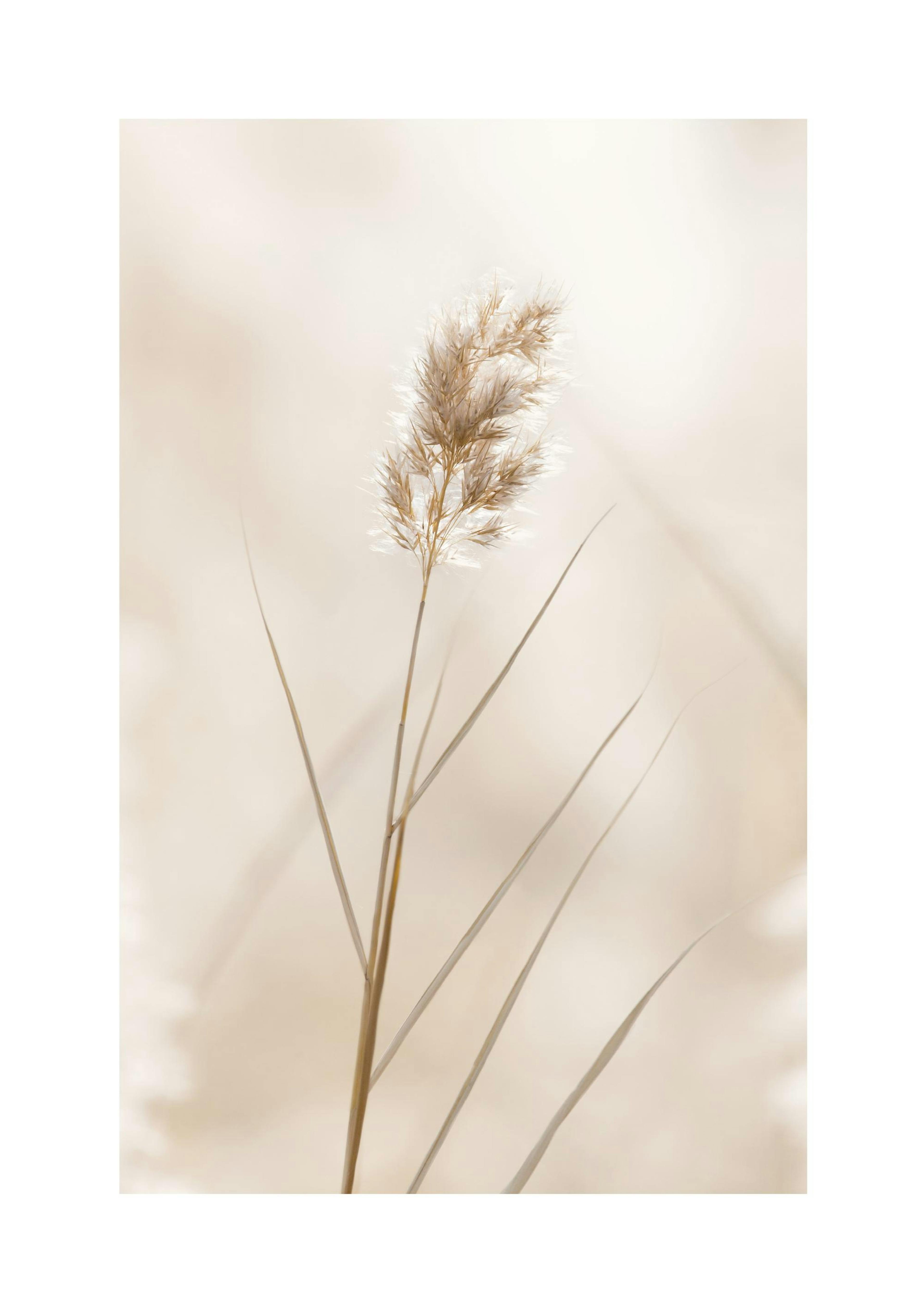 Lonely Reed Poster thumbnail
