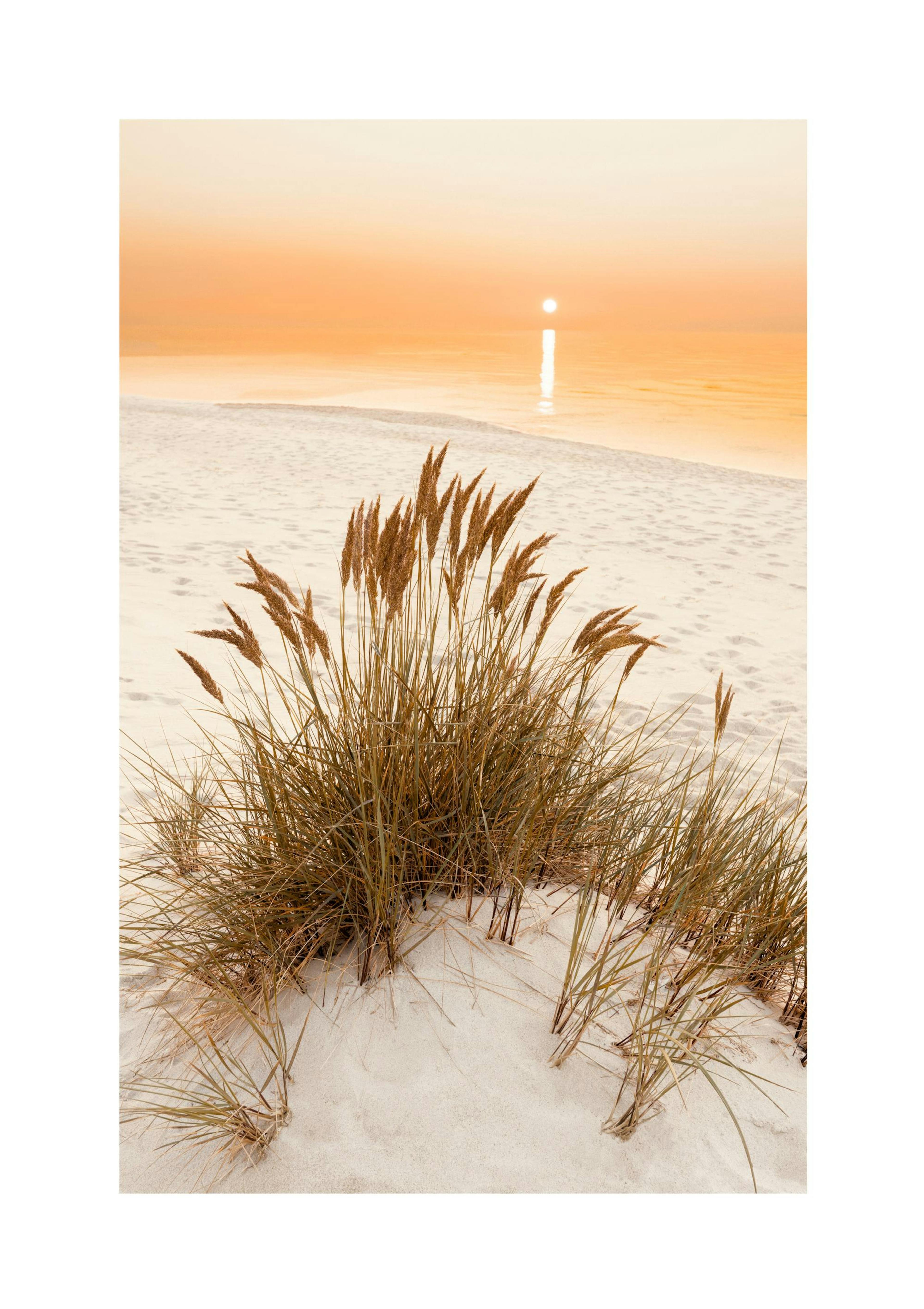 Plakát Golden Beach Grass thumbnail