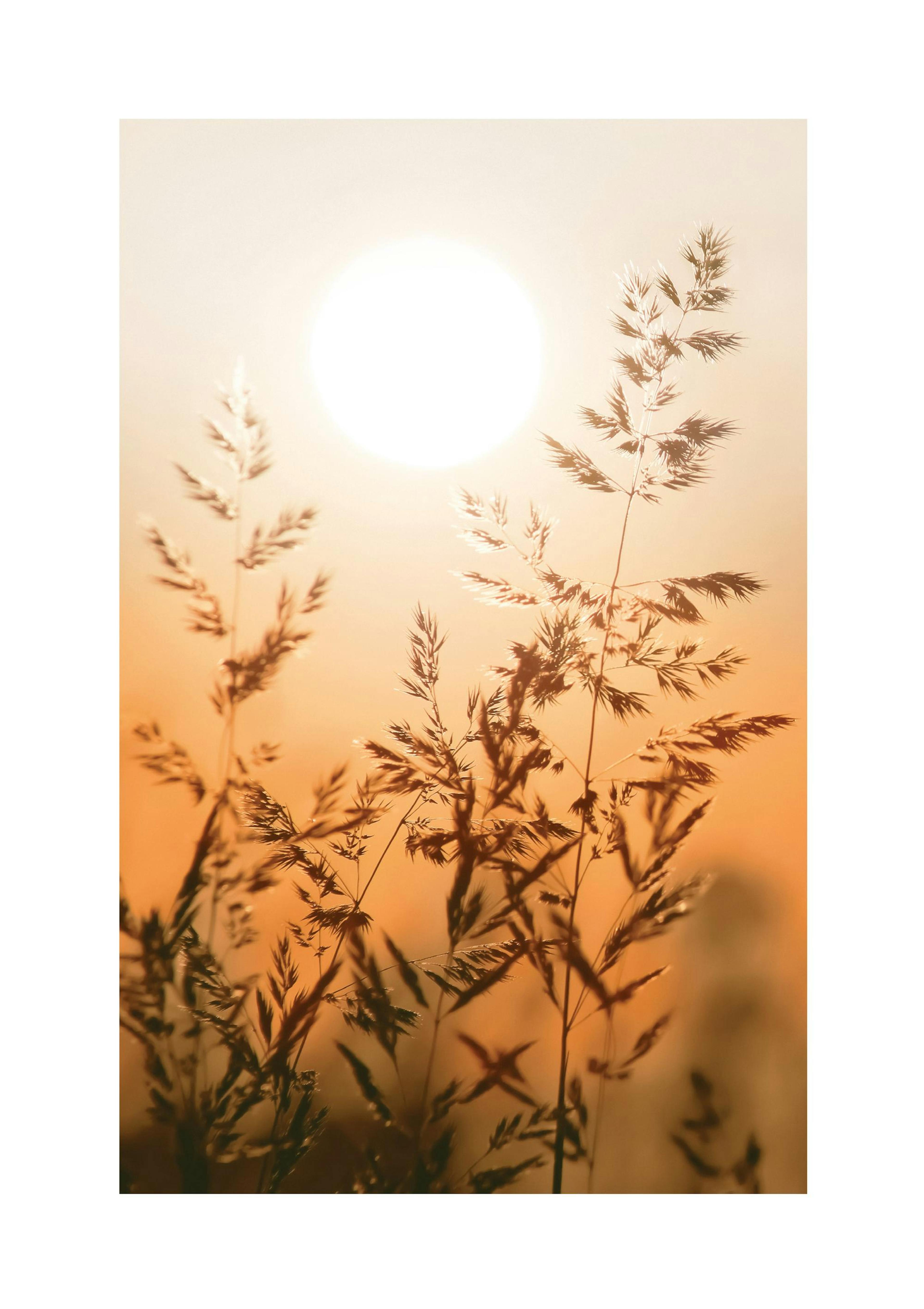 Sunset Grass Poster thumbnail
