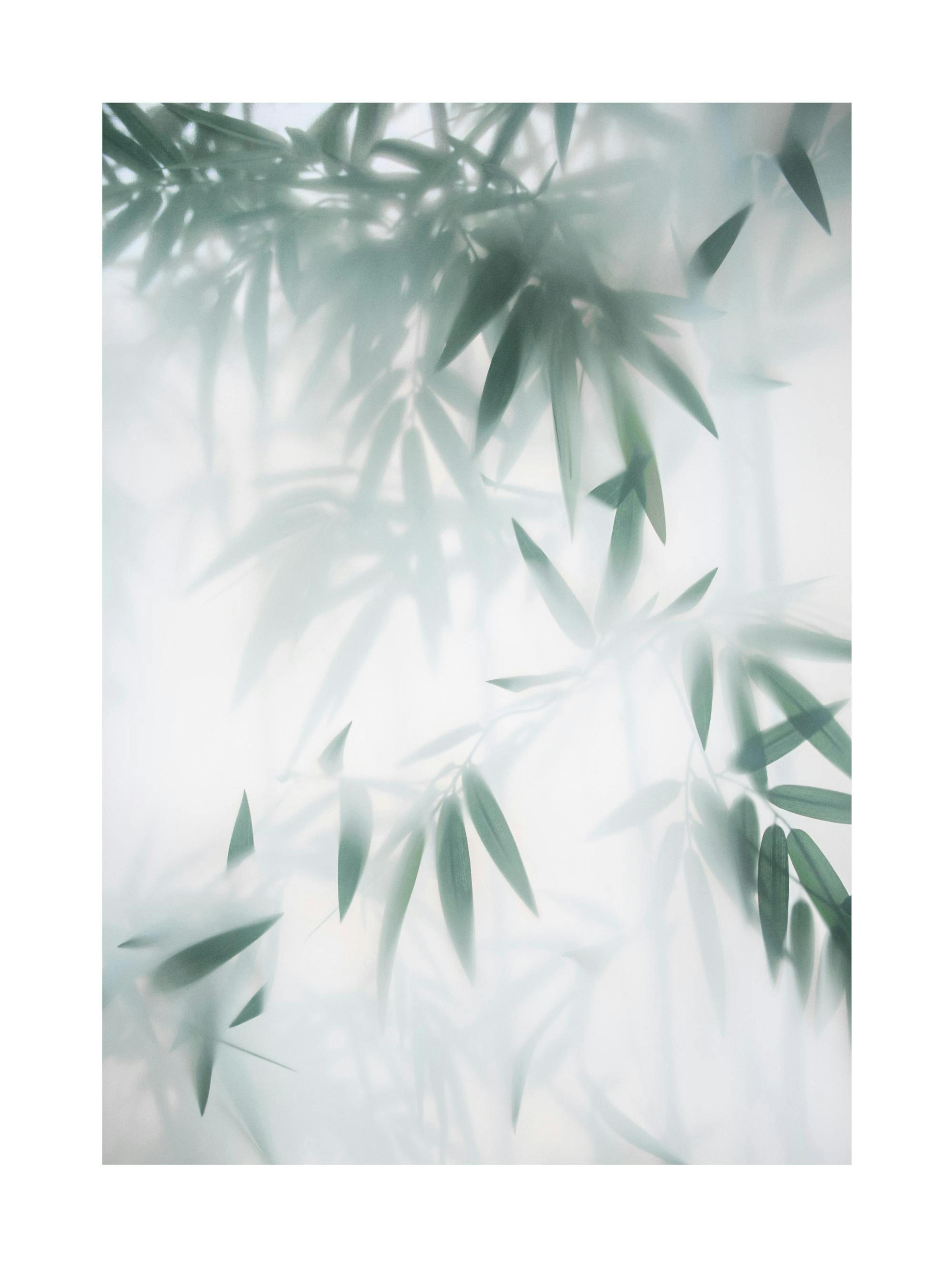 Bamboo in Fog Poster thumbnail