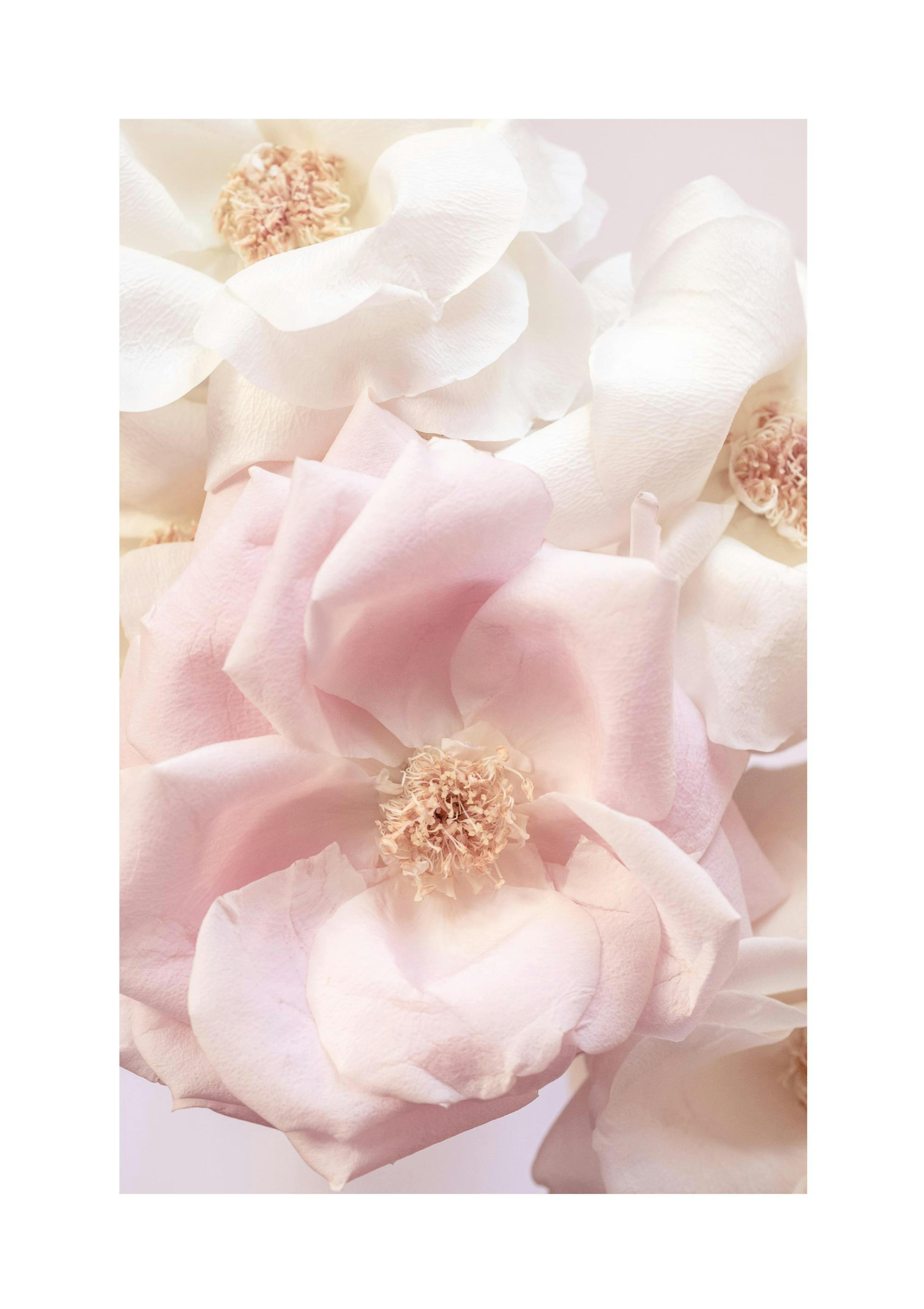 Rose rose tendre Poster thumbnail