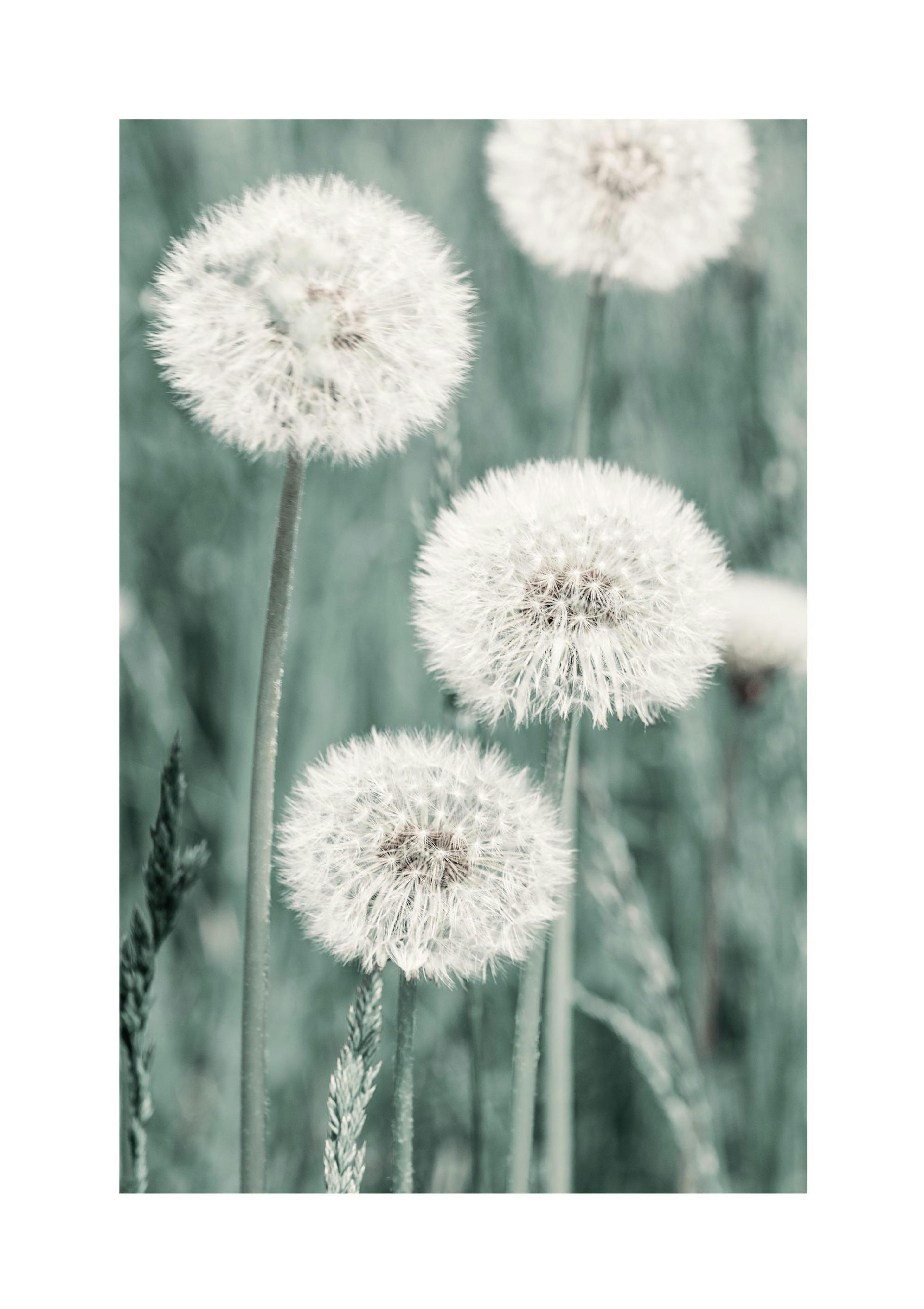 Dandelion Meadow Poster thumbnail