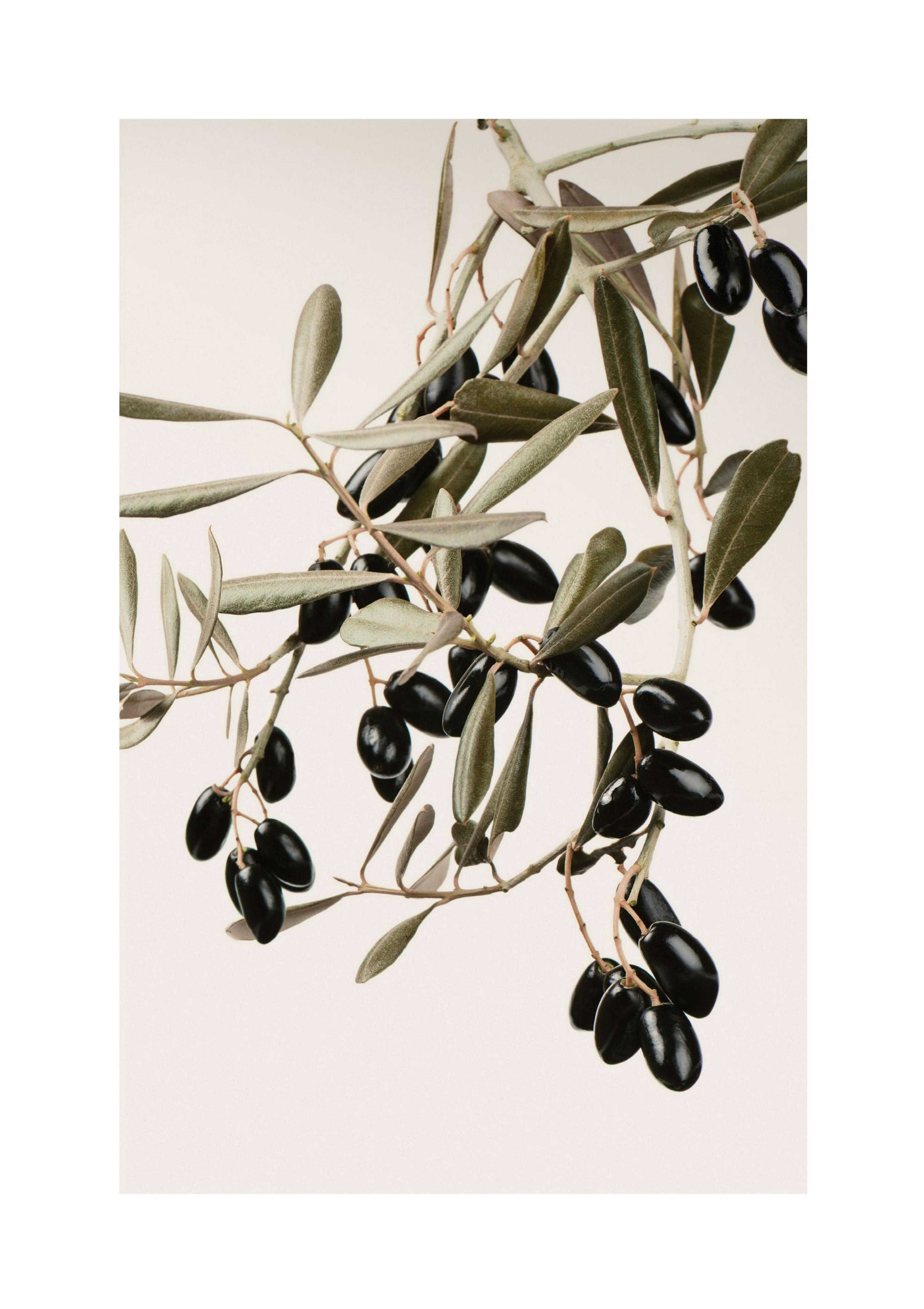 Olive Branch Poster thumbnail