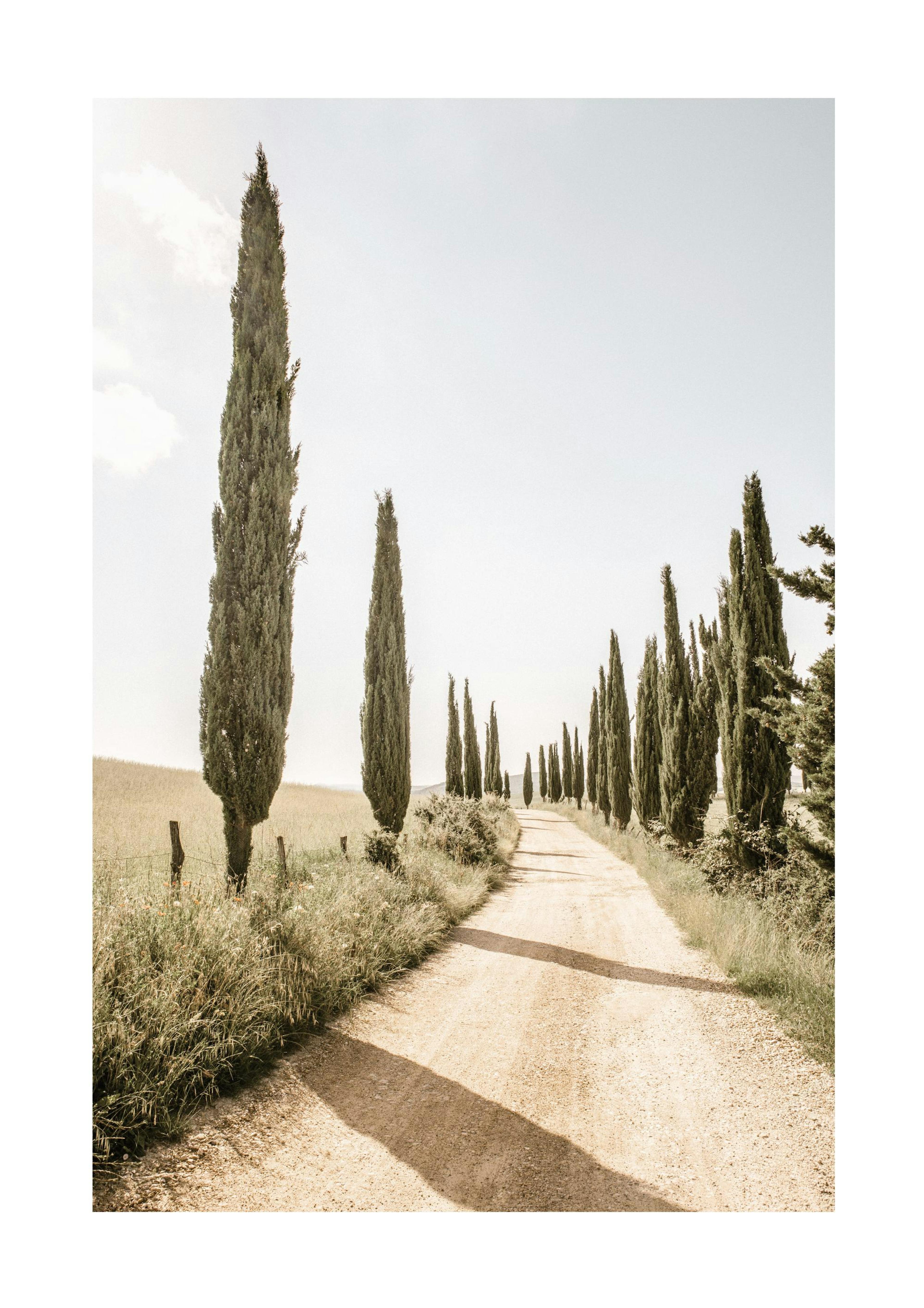 Cypress Tree Alley Poster 0