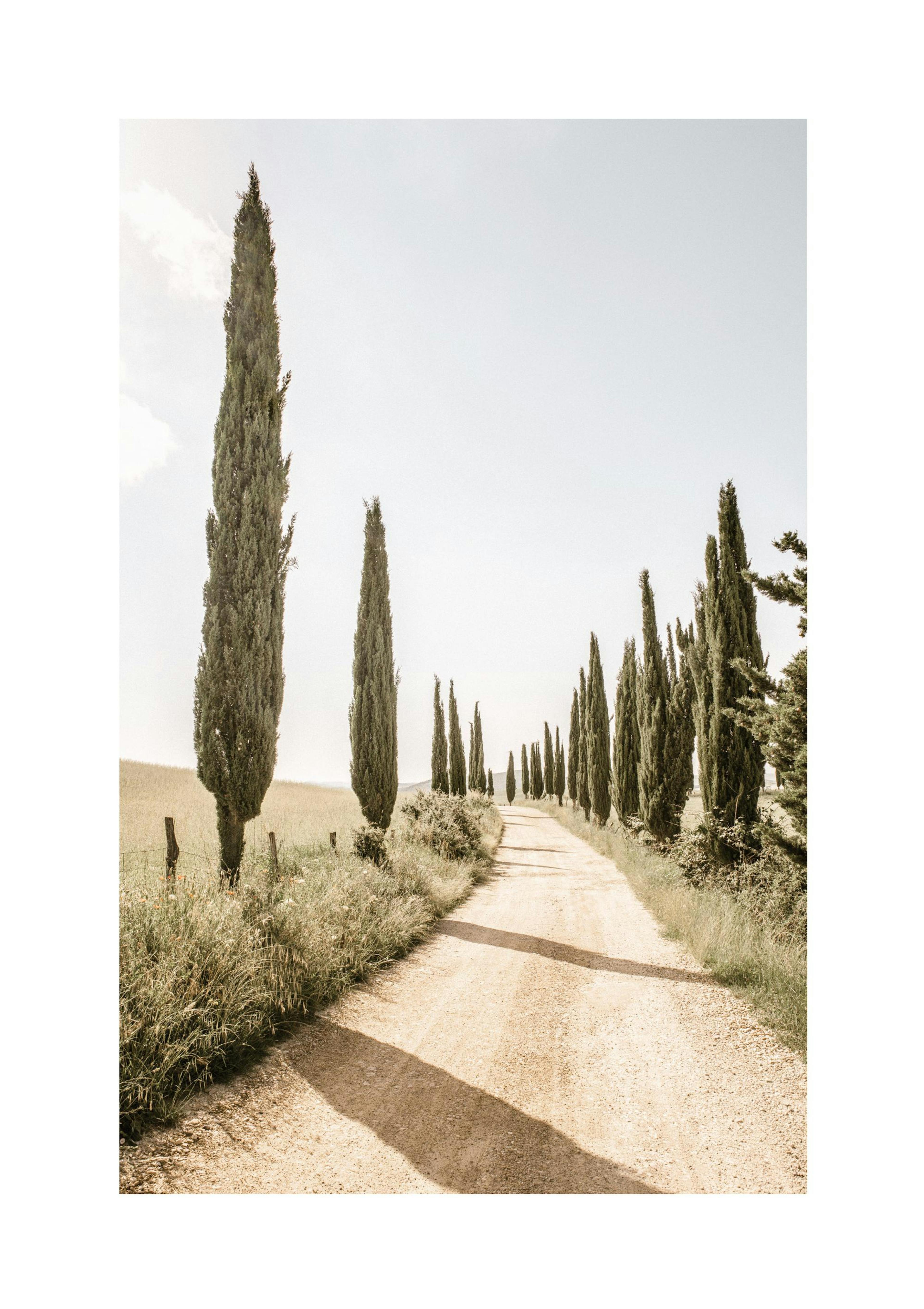 Cypress Tree Alley Plakát thumbnail