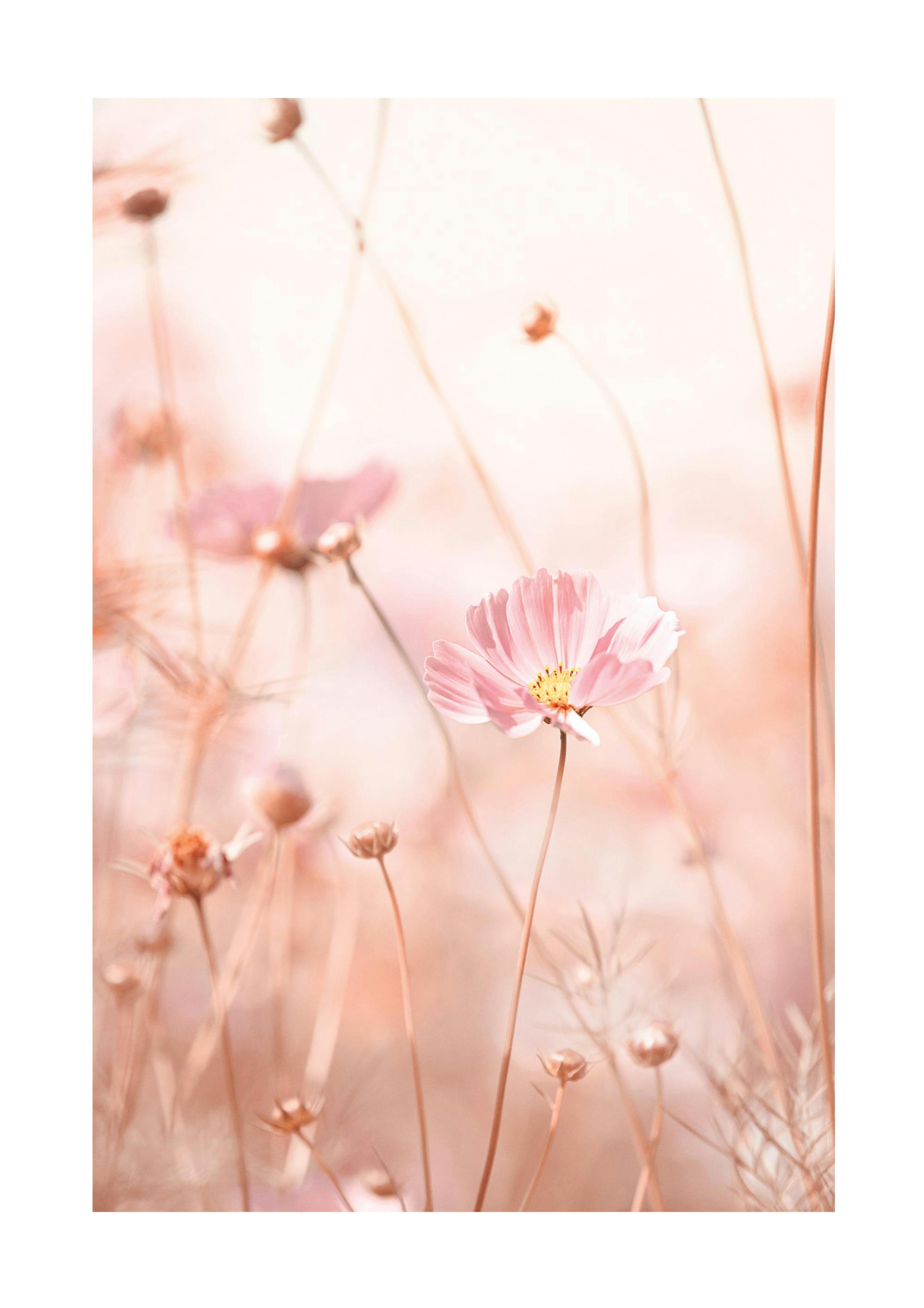 Pink Cosmos Flowers Poster thumbnail