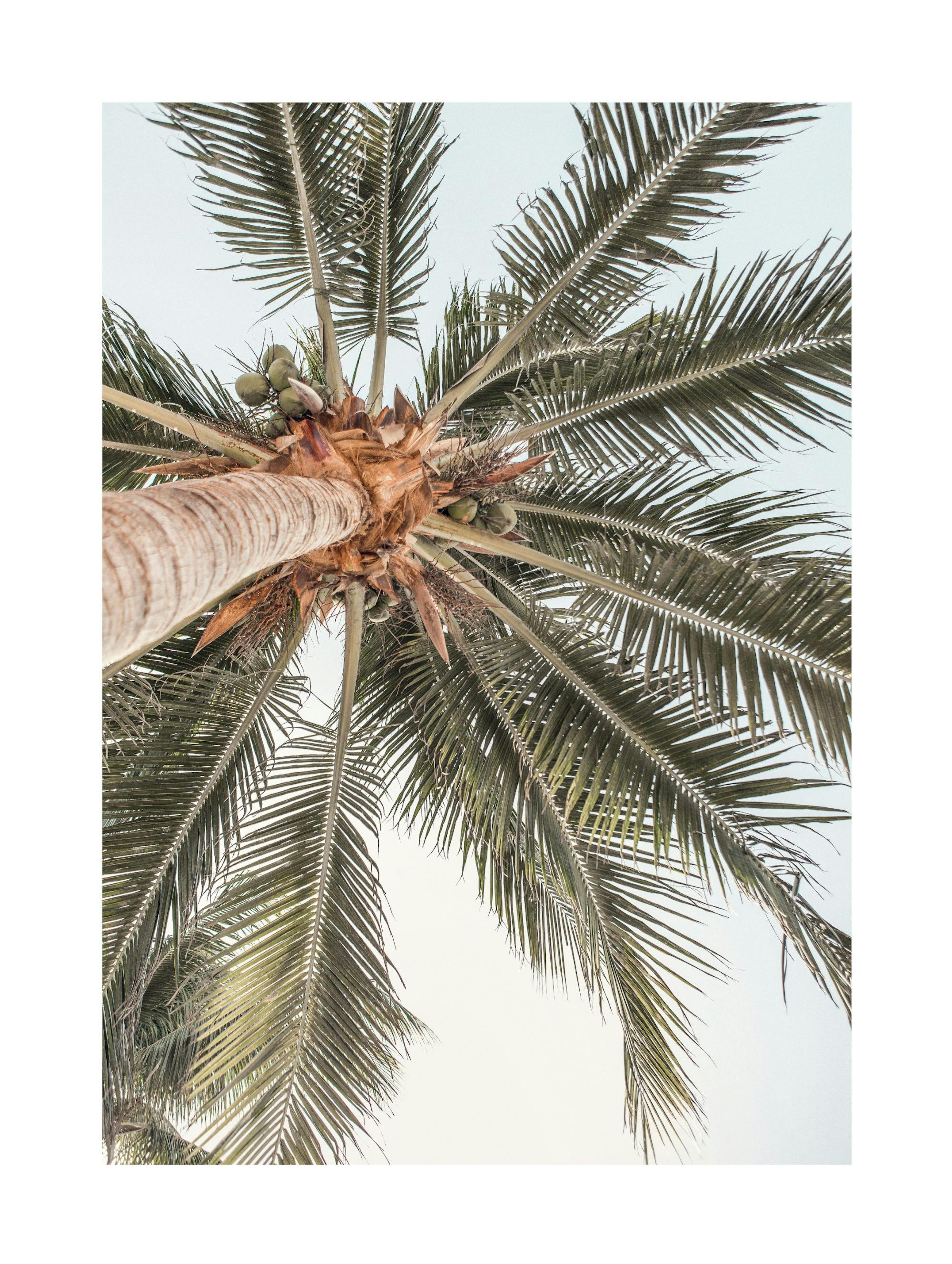 Palm View Poster 0