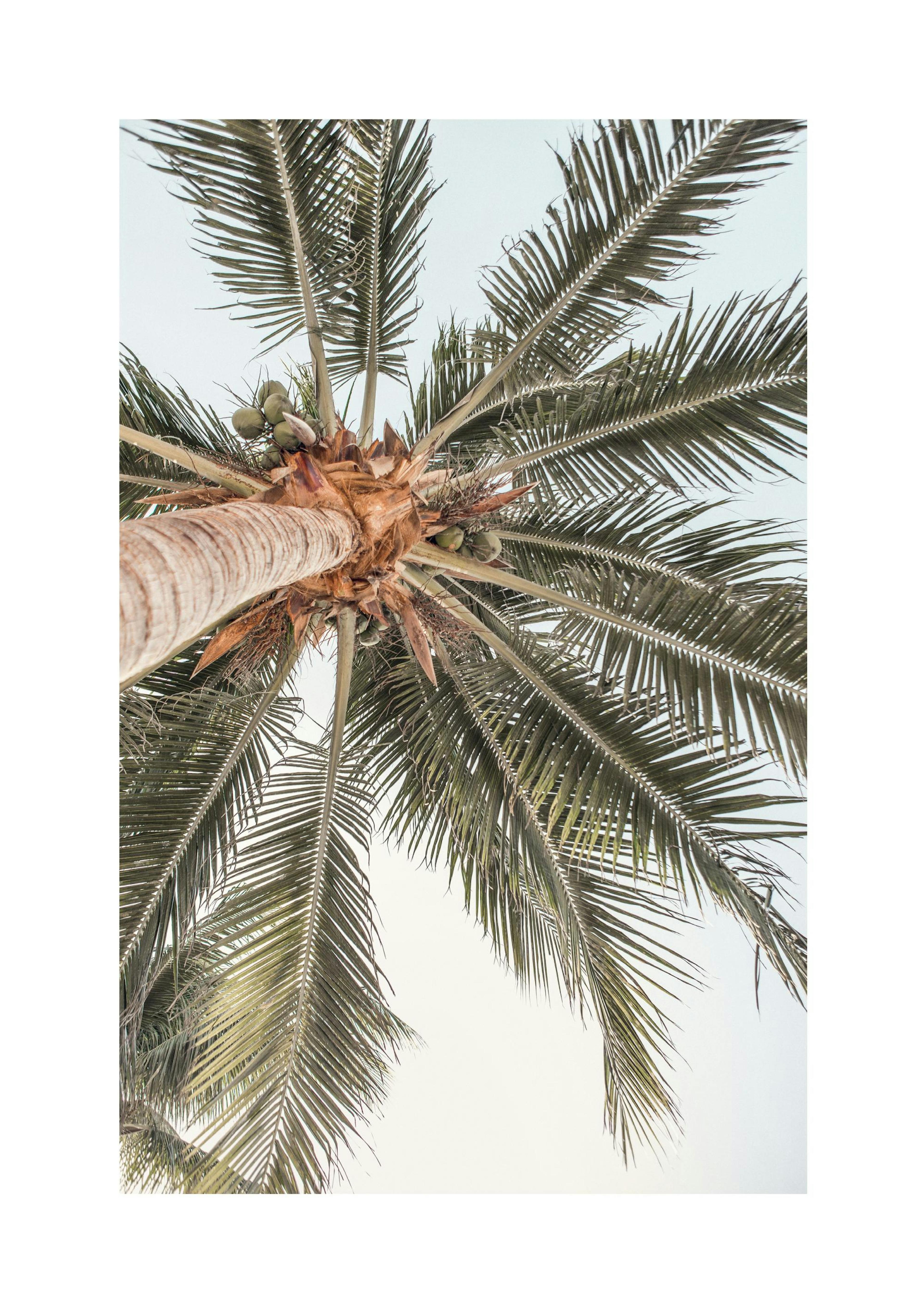 Palm View Poster thumbnail