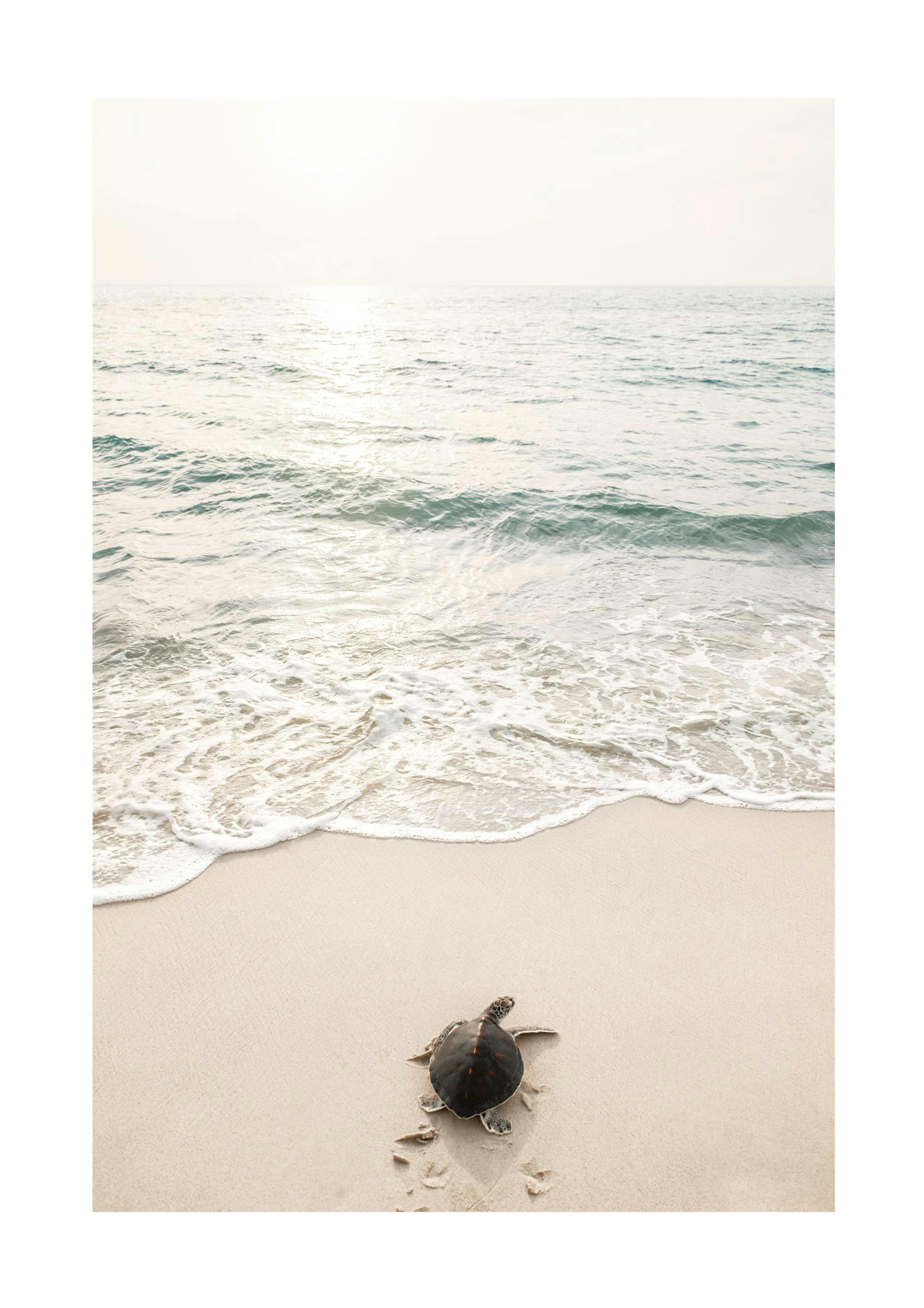 Tortue de Mer Poster thumbnail