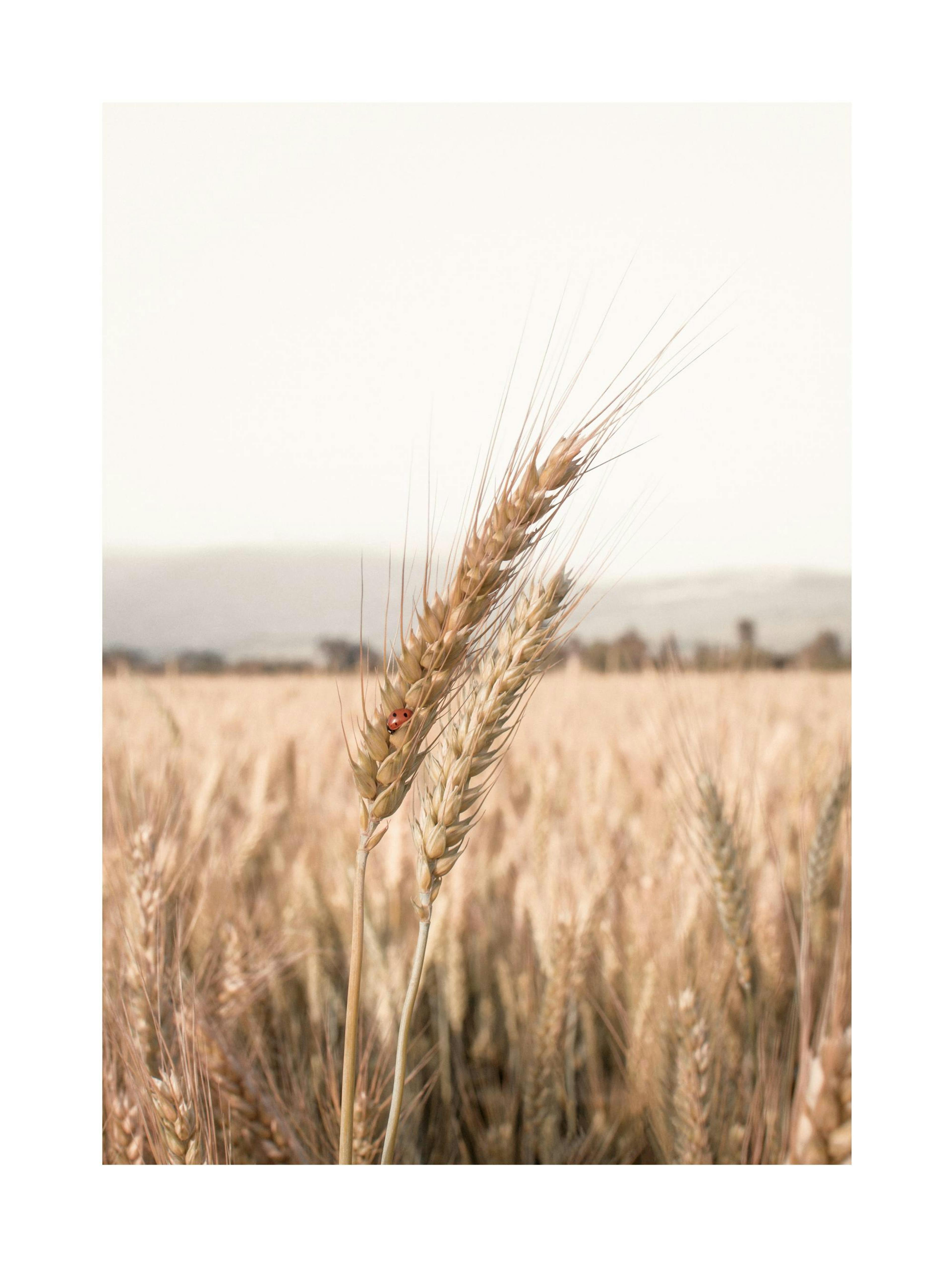 Ladybug on Wheat Poster thumbnail