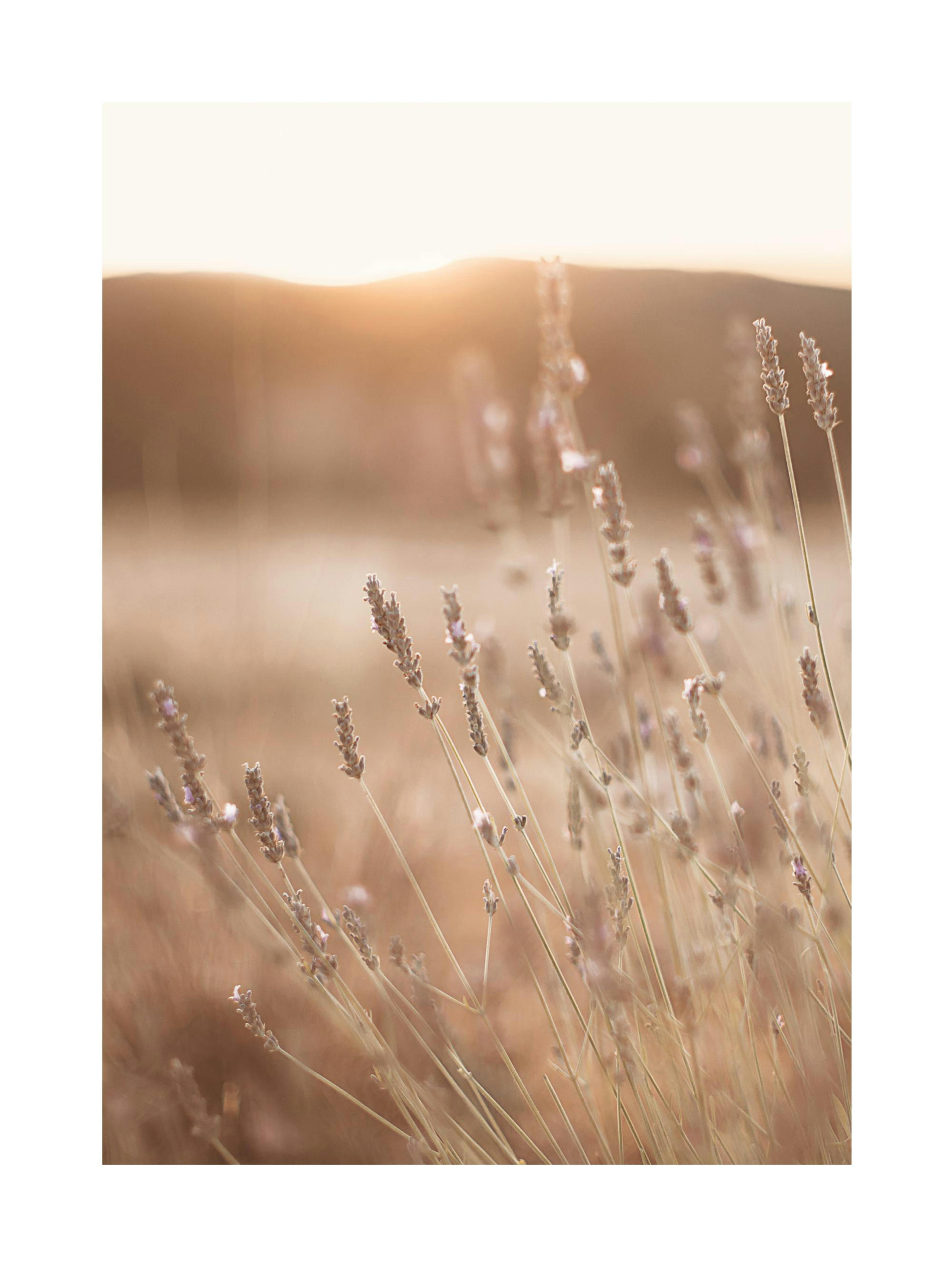Prairie au Soleil Couchant Poster thumbnail