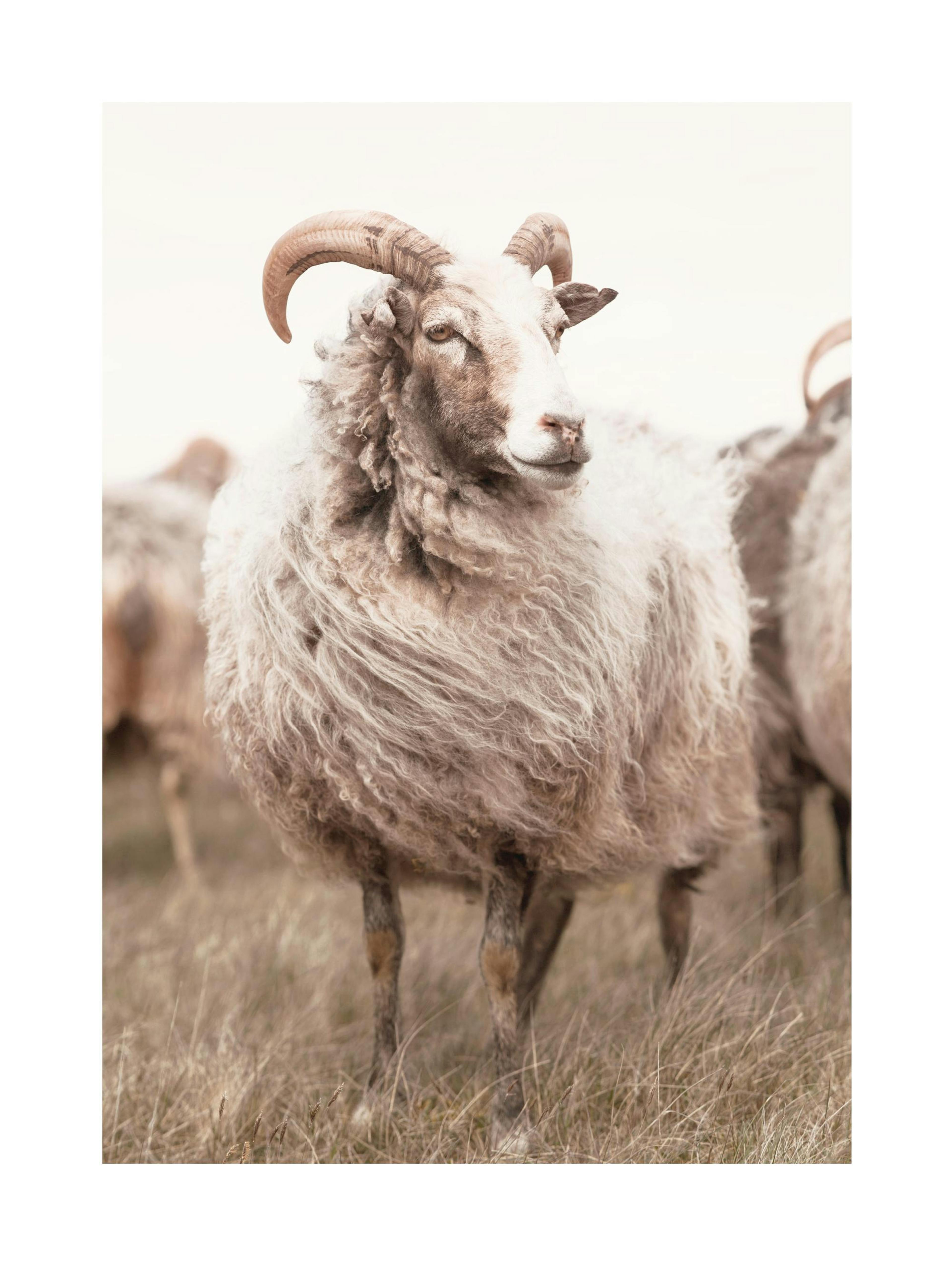 Sheep on Meadow Poster 0