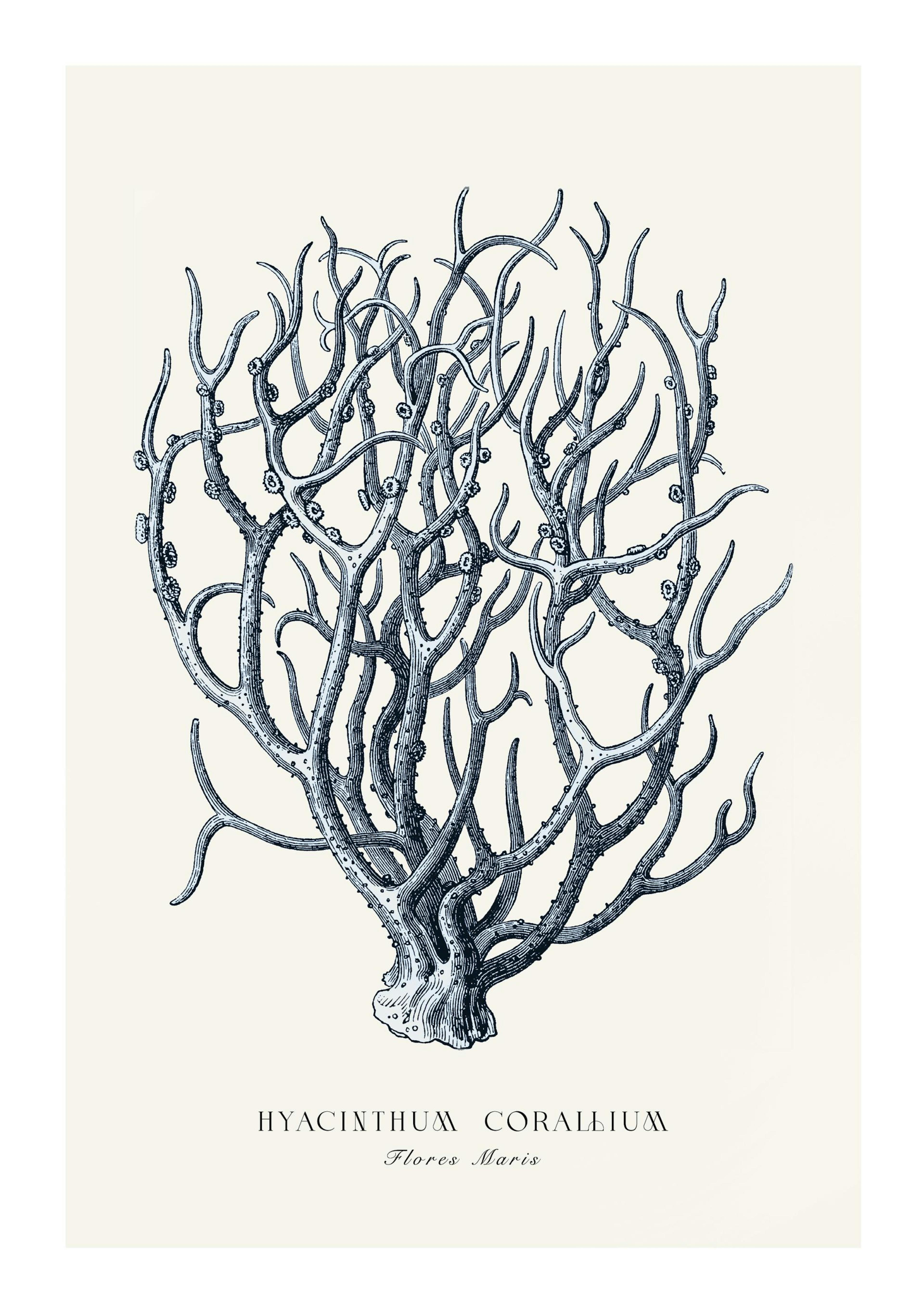 Corail Bleu Poster thumbnail