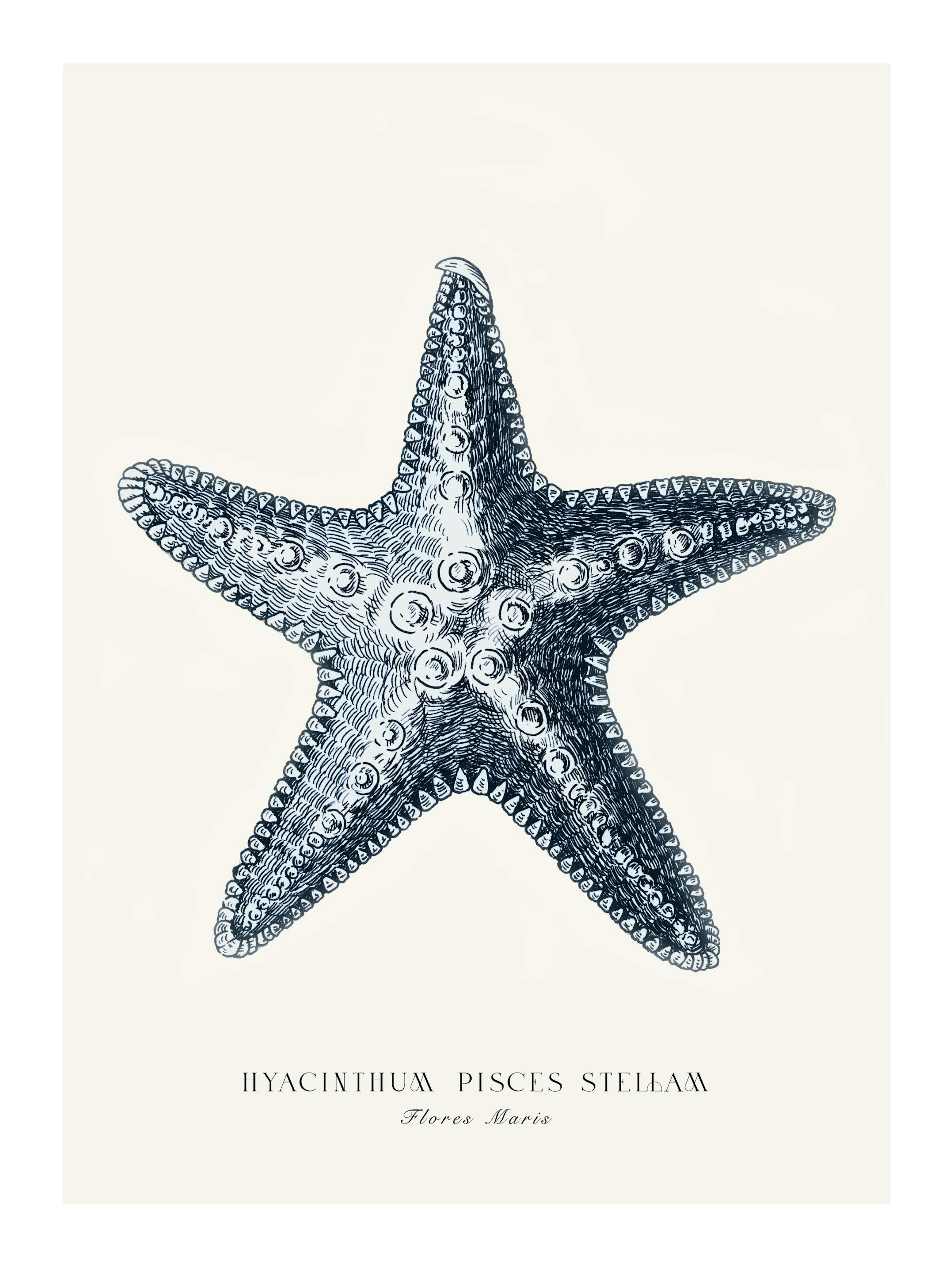 Blauwe Zeester Poster thumbnail