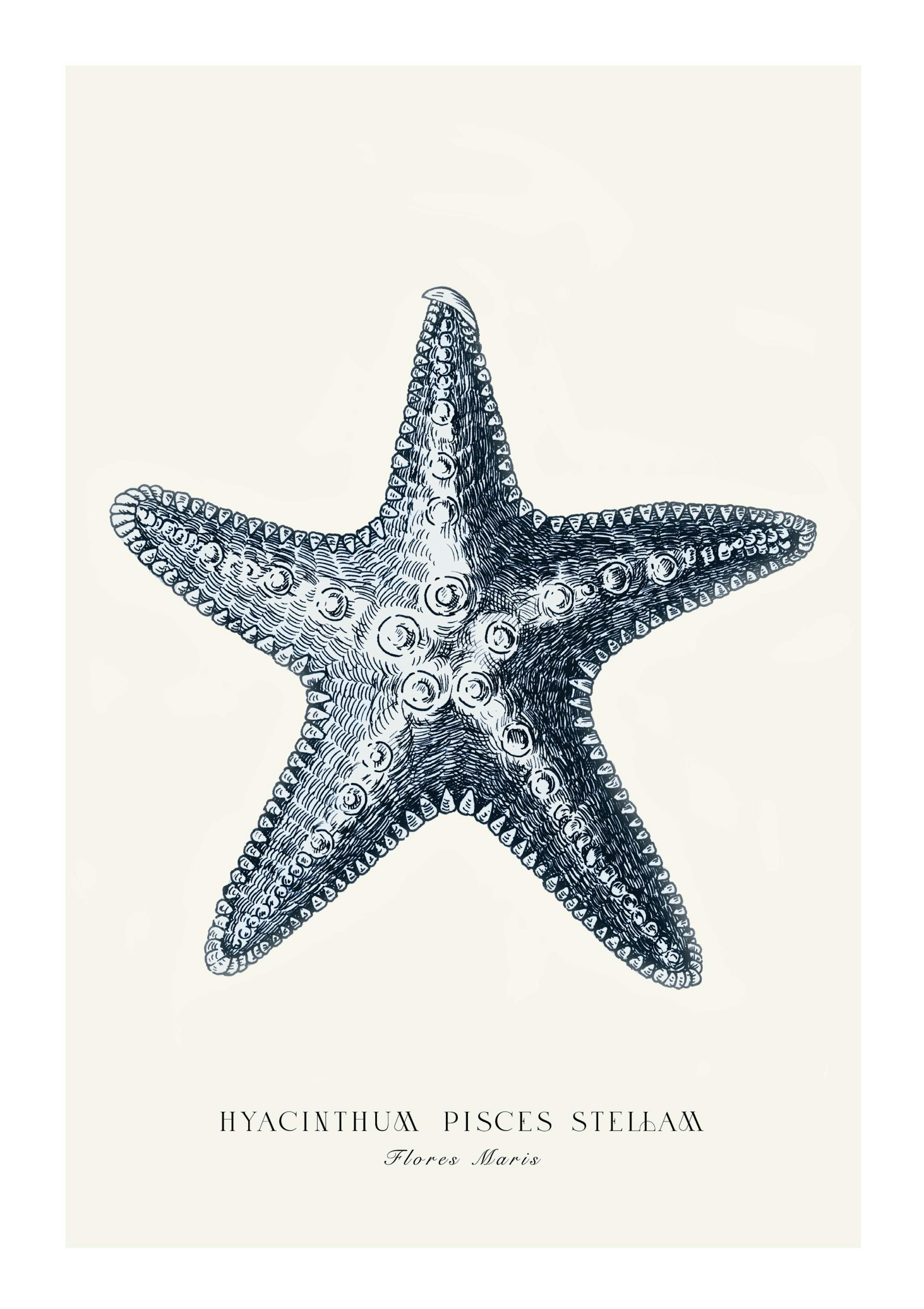 Étoile de Mer Bleue Poster thumbnail