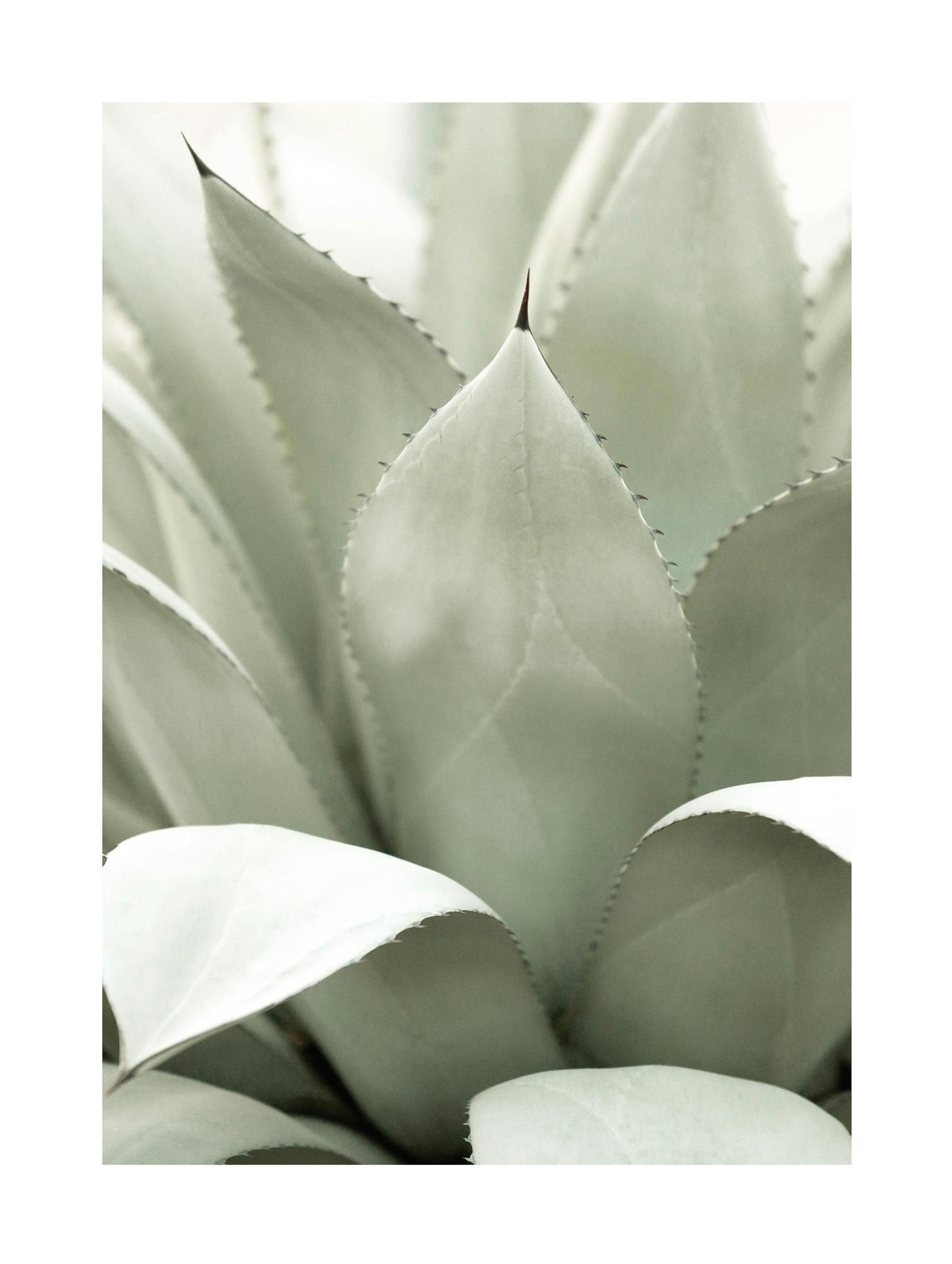 Agave Plant Poster thumbnail