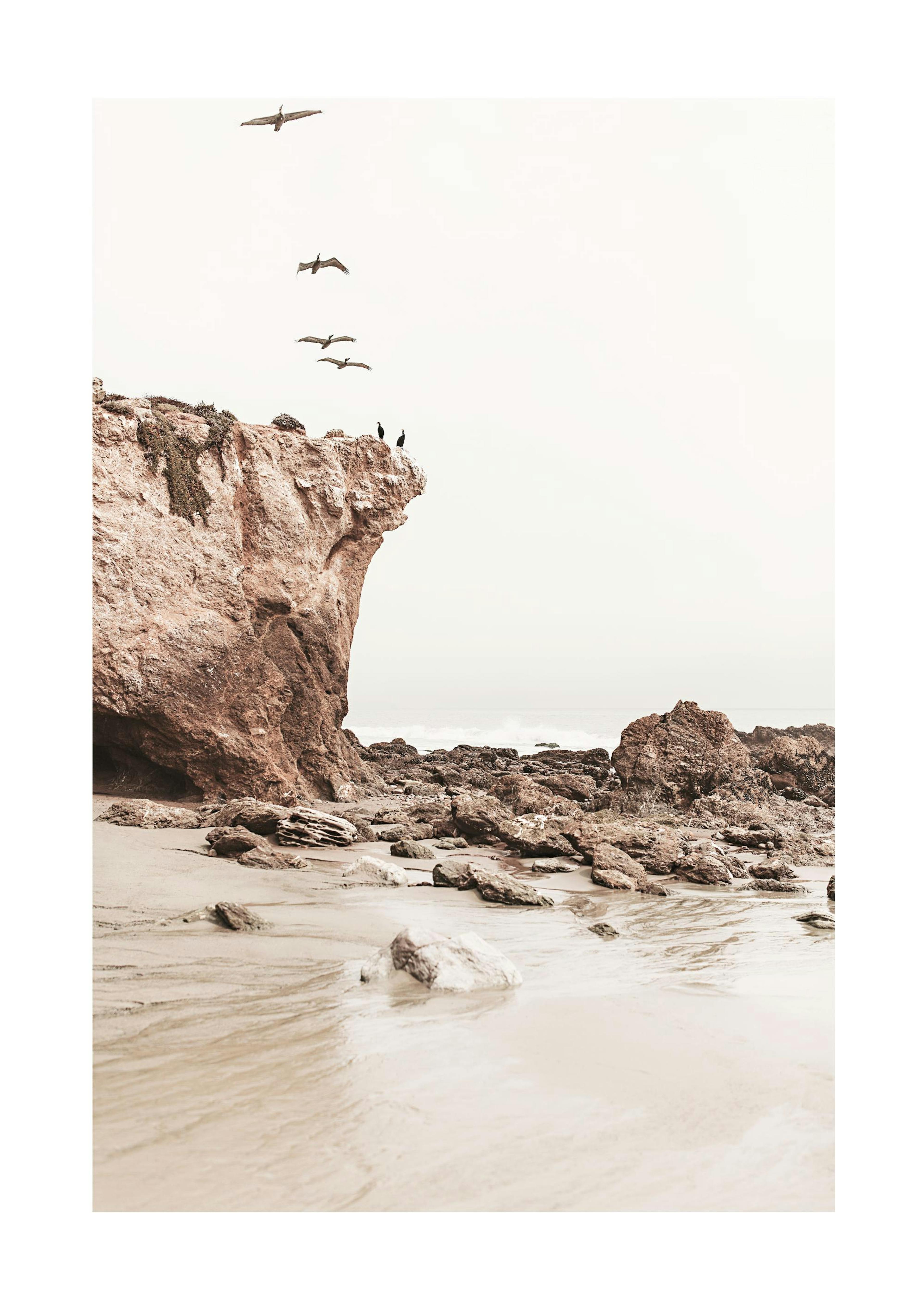 Birds on the Coast Poster thumbnail