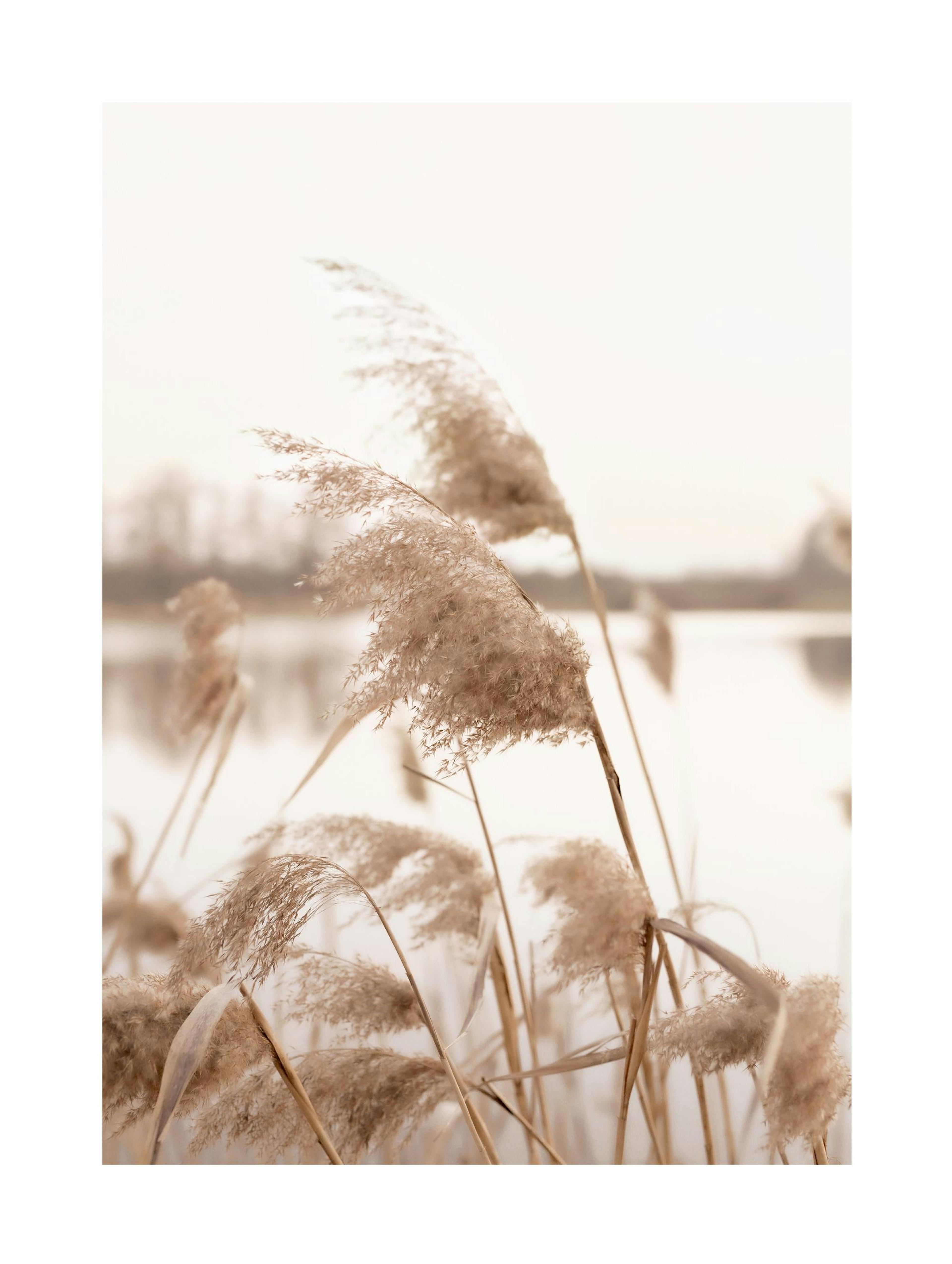 Dry Soft Grass Poster thumbnail